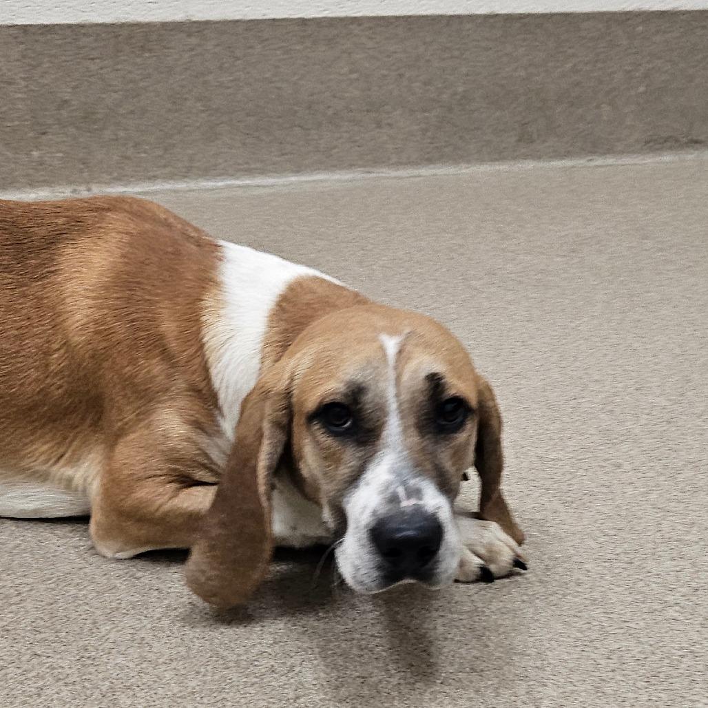 Enlarge Quicksilver, a Adoptable Hound in Chatham, VA image 2/4