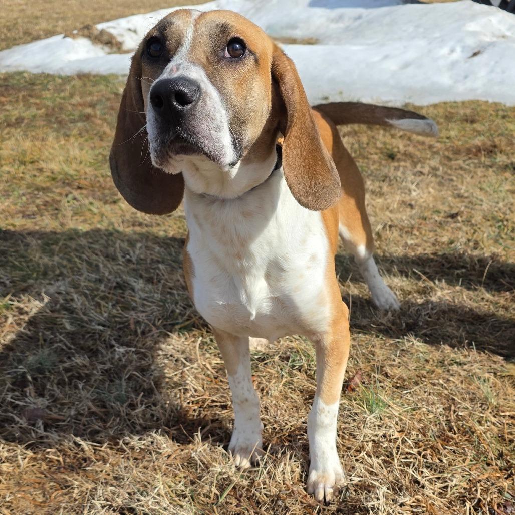 Enlarge Quicksilver, a Adoptable Hound in Chatham, VA image 3/4