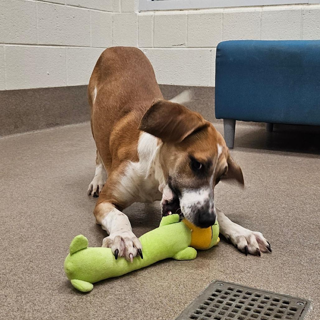 Enlarge Quicksilver, a Adoptable Hound in Chatham, VA image 4/4