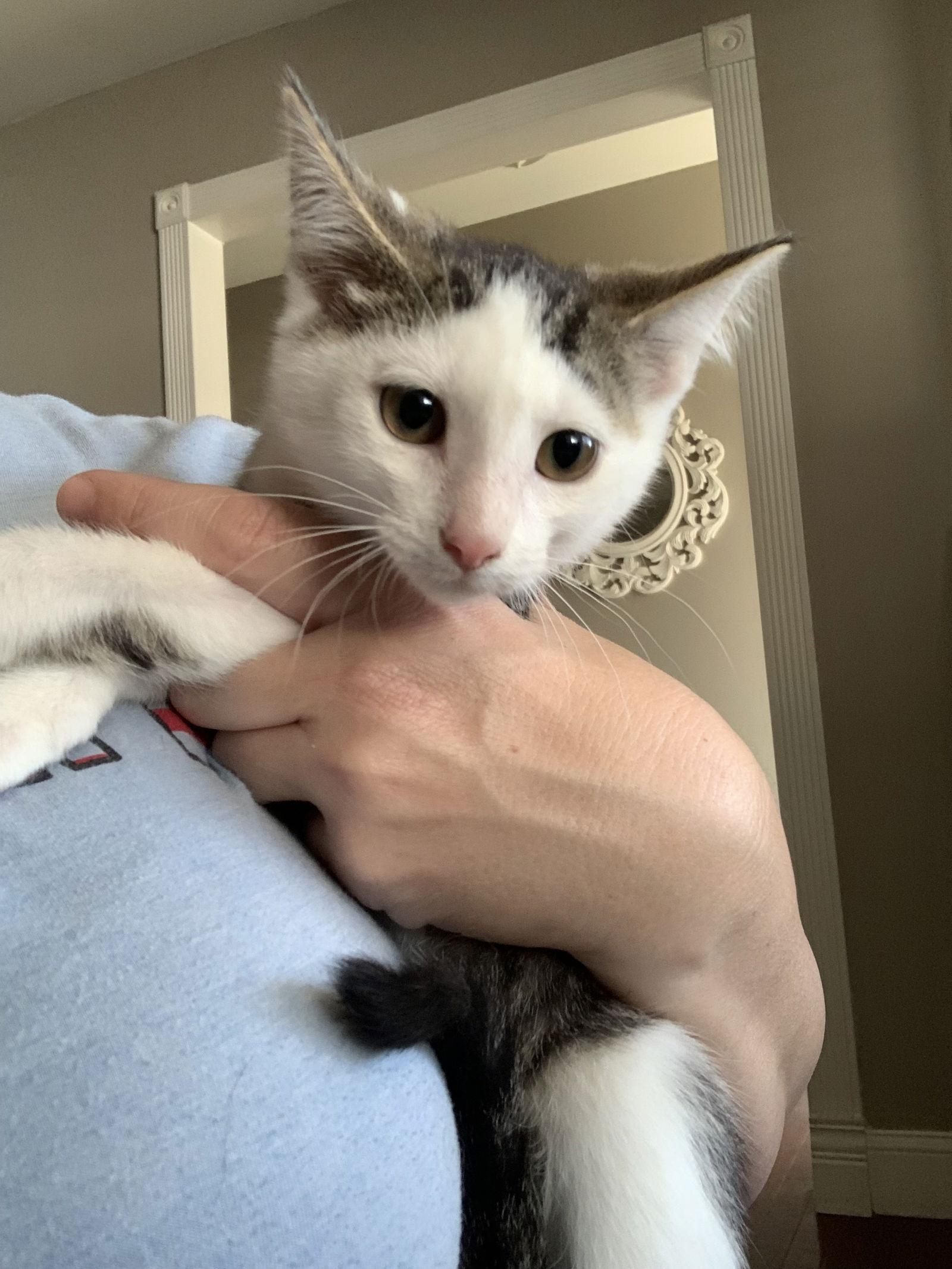 Berrie, a Adoptable Domestic Short Hair in Fenton, MO image 1/2