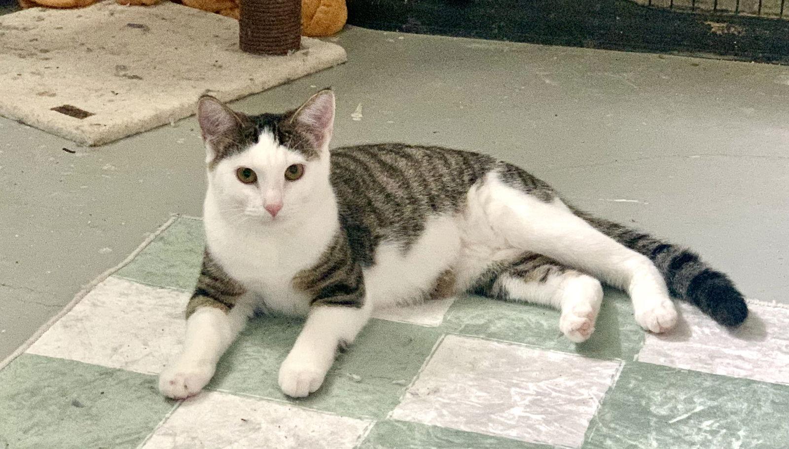 Berrie, a Adoptable Domestic Short Hair in Fenton, MO image 2/2