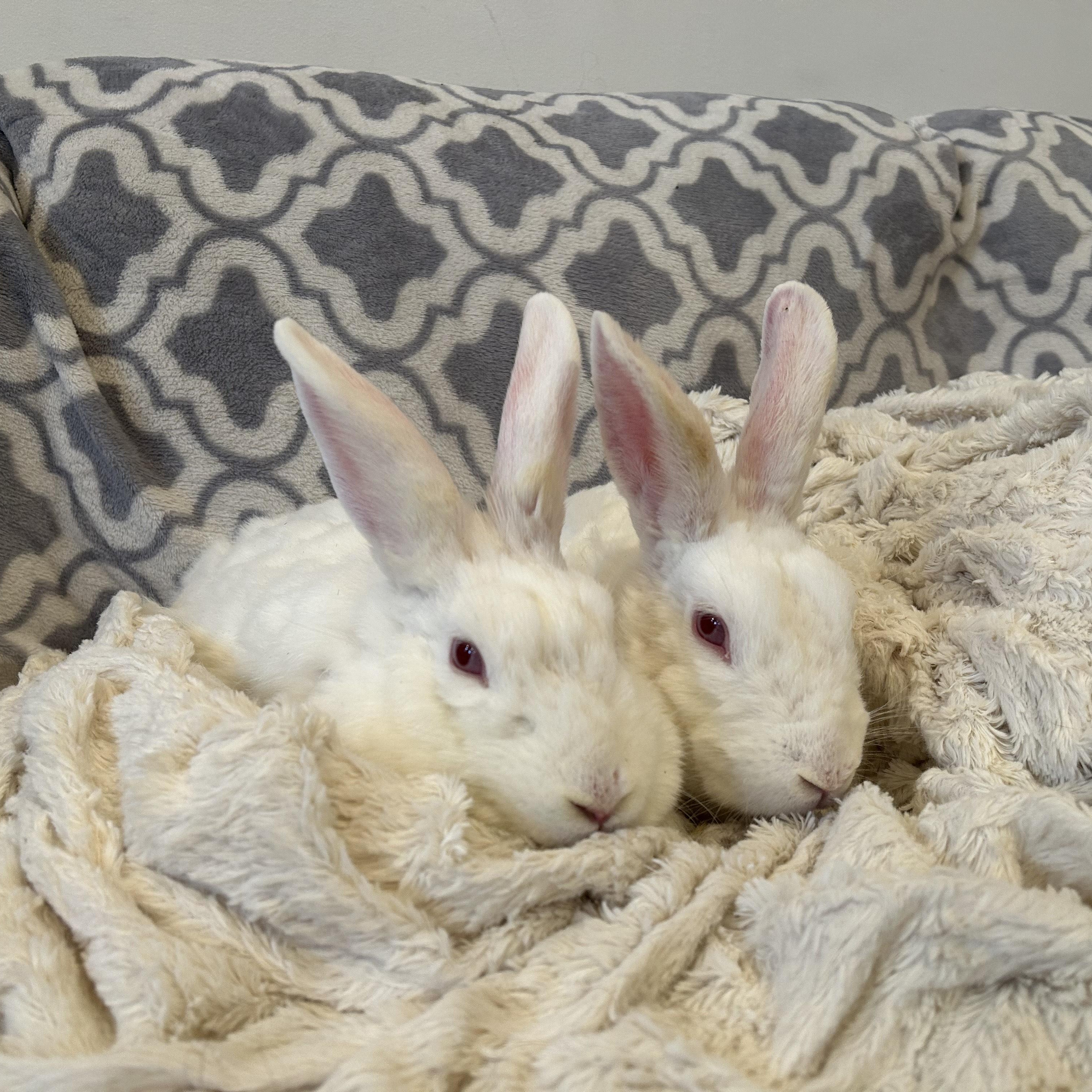 Tori and Taffy (male/female bonded pair) photo 5
