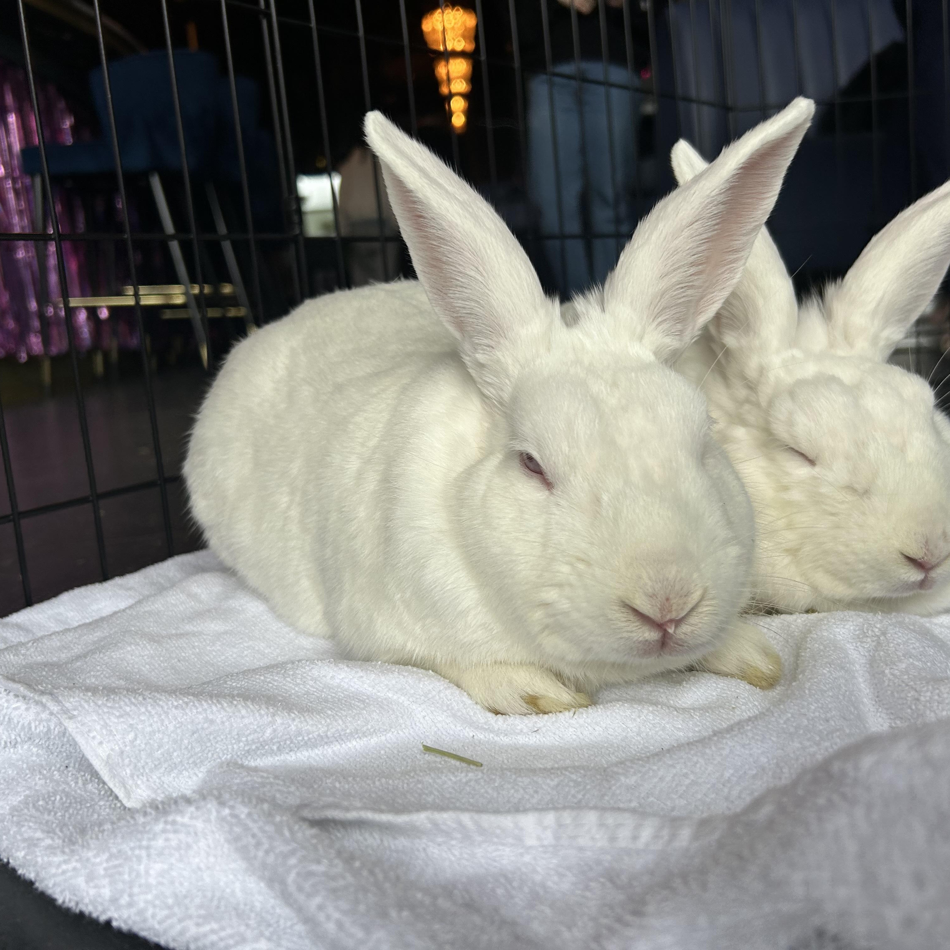 Tori and Taffy (male/female bonded pair), Adult Male unknown
