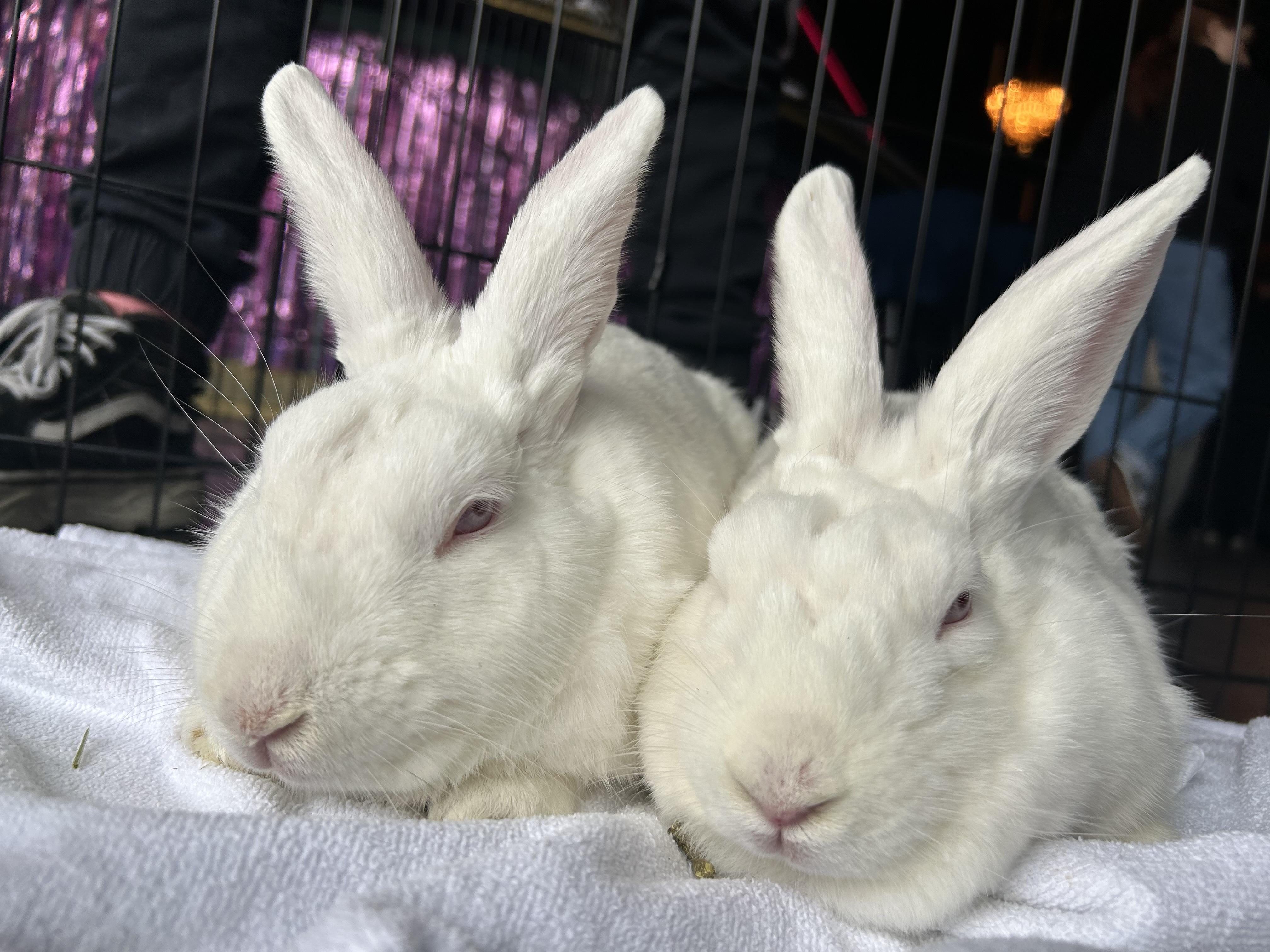 Tori and Taffy (male/female bonded pair) photo 4