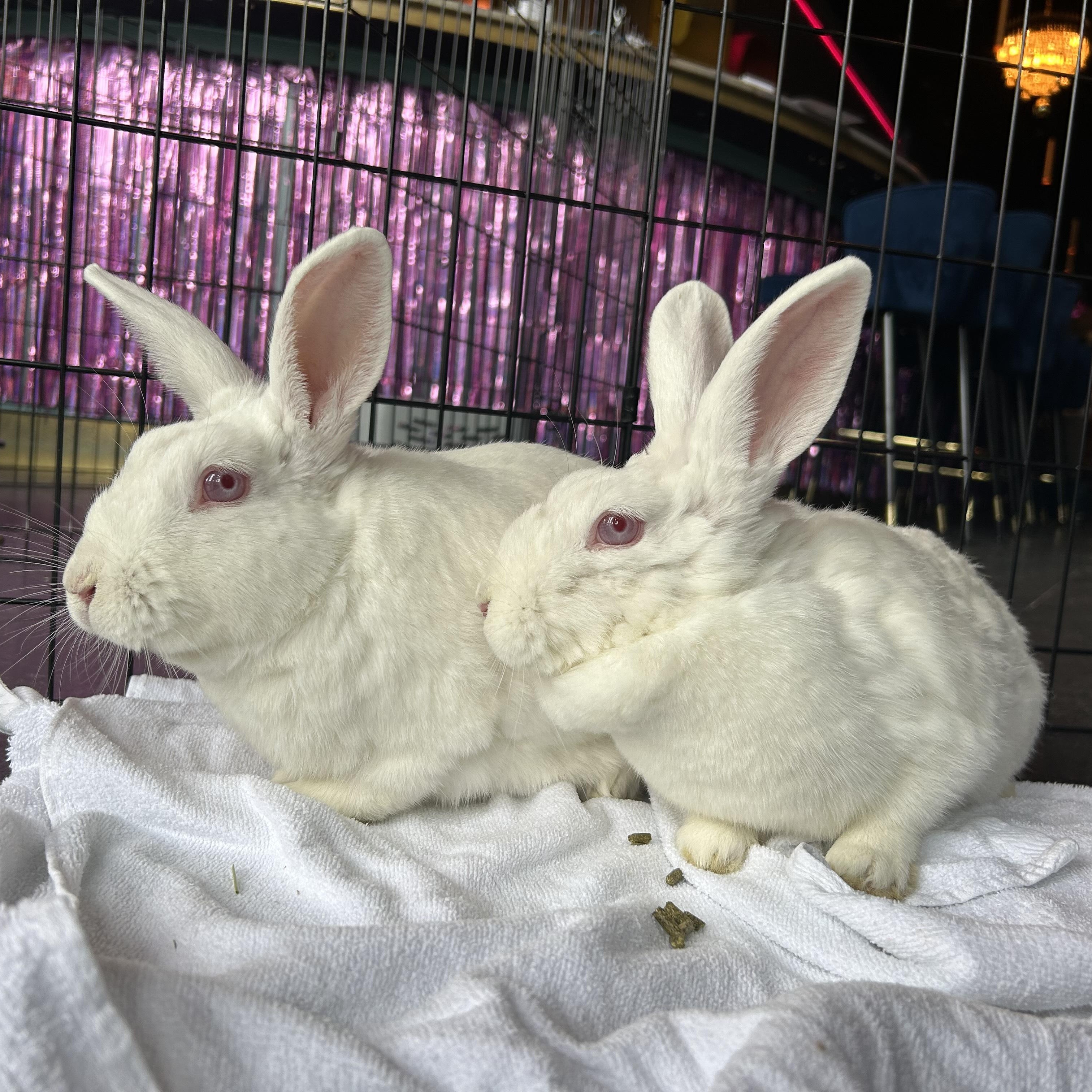 Tori and Taffy (male/female bonded pair) photo 3