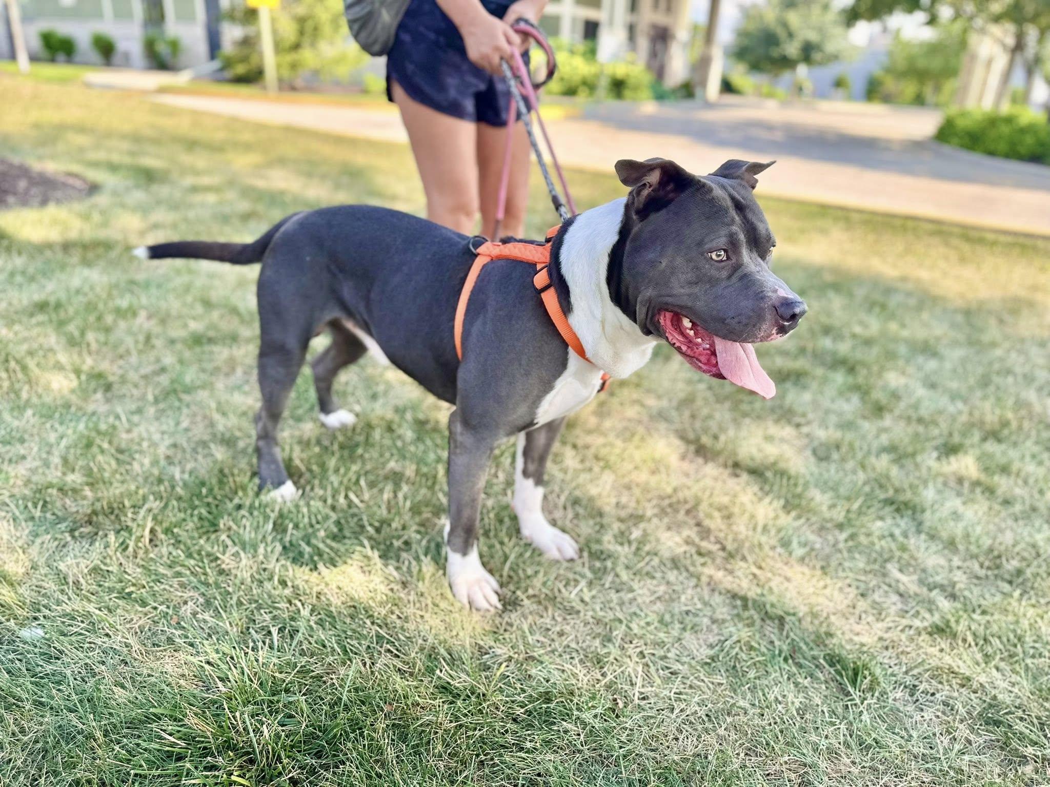 PANDA ** FOSTER OR ADOPTER NEEDED TO SAVE HIM **