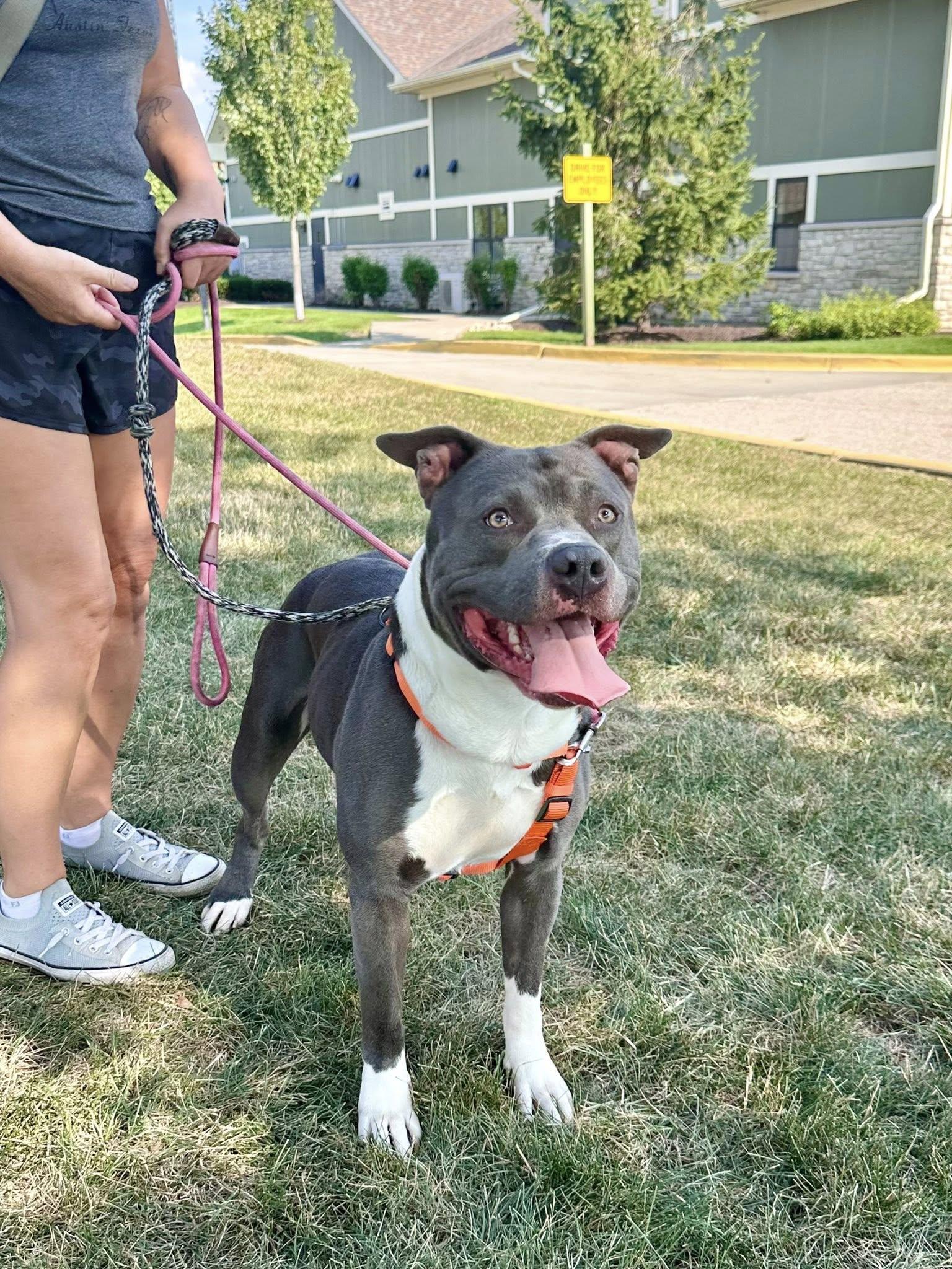 PANDA ** FOSTER OR ADOPTER NEEDED TO SAVE HIM **