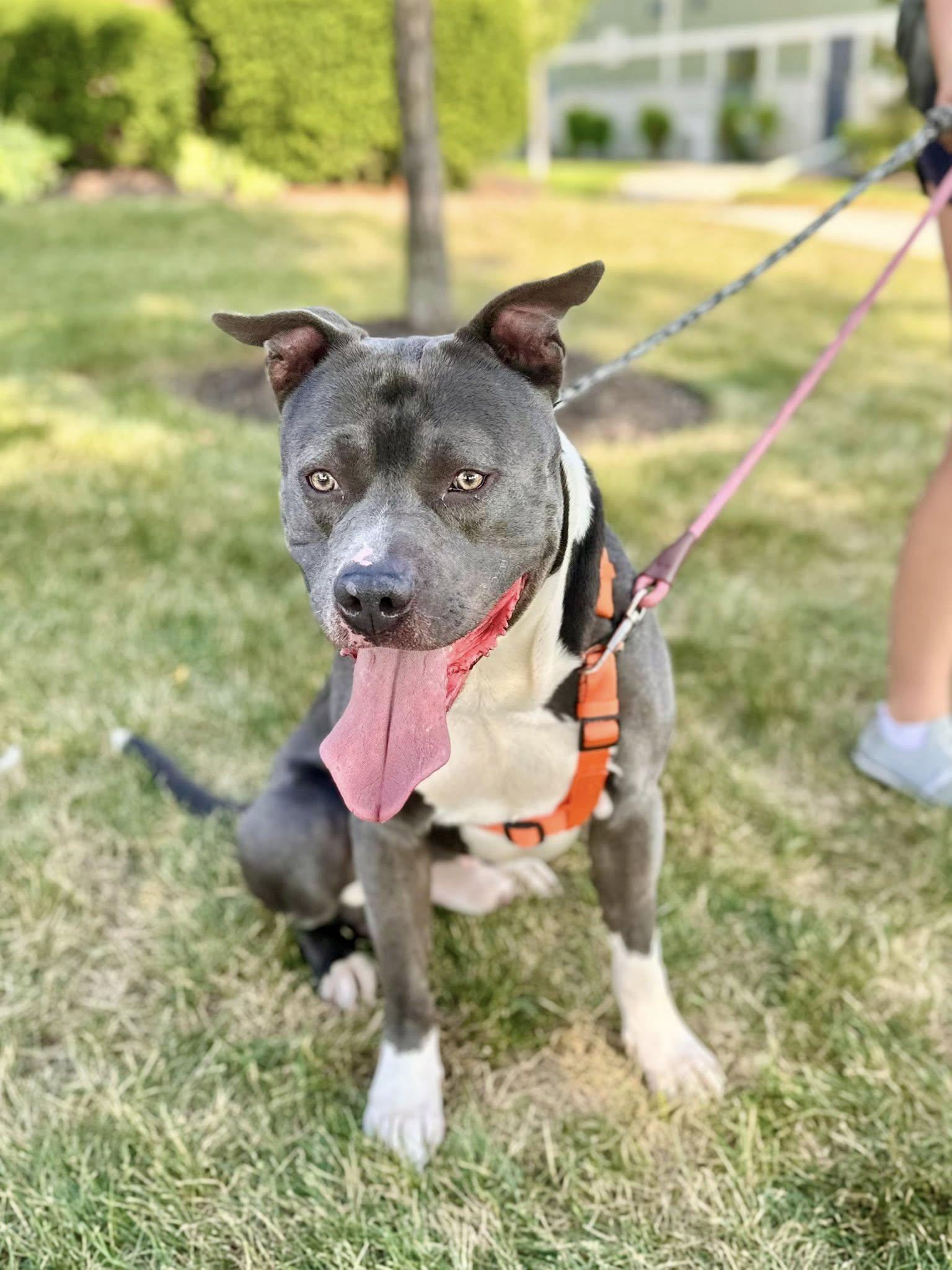 PANDA ** FOSTER OR ADOPTER NEEDED TO SAVE HIM **