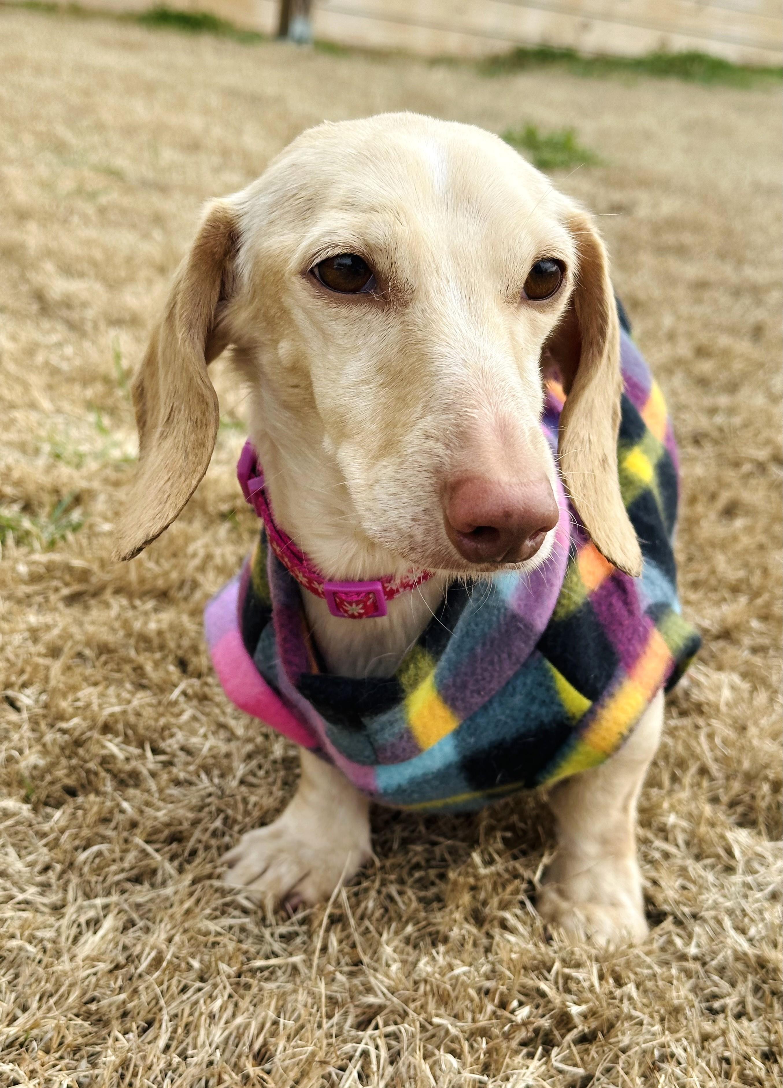 Enlarge Luna in KY, a ADOPTABLE Dachshund in Benton, KY image 4/5