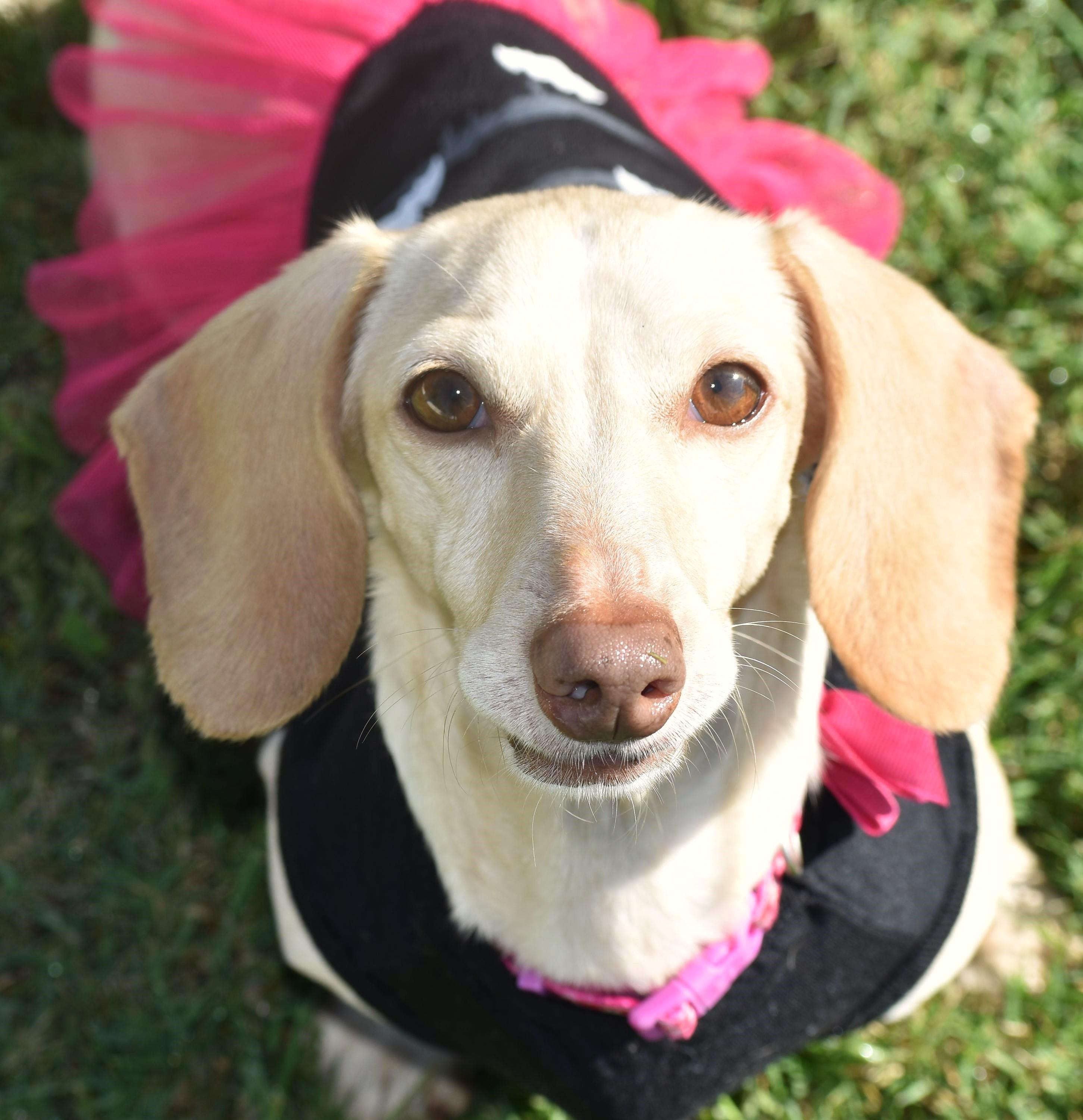 Enlarge Luna in KY, a ADOPTABLE Dachshund in Benton, KY image 5/5