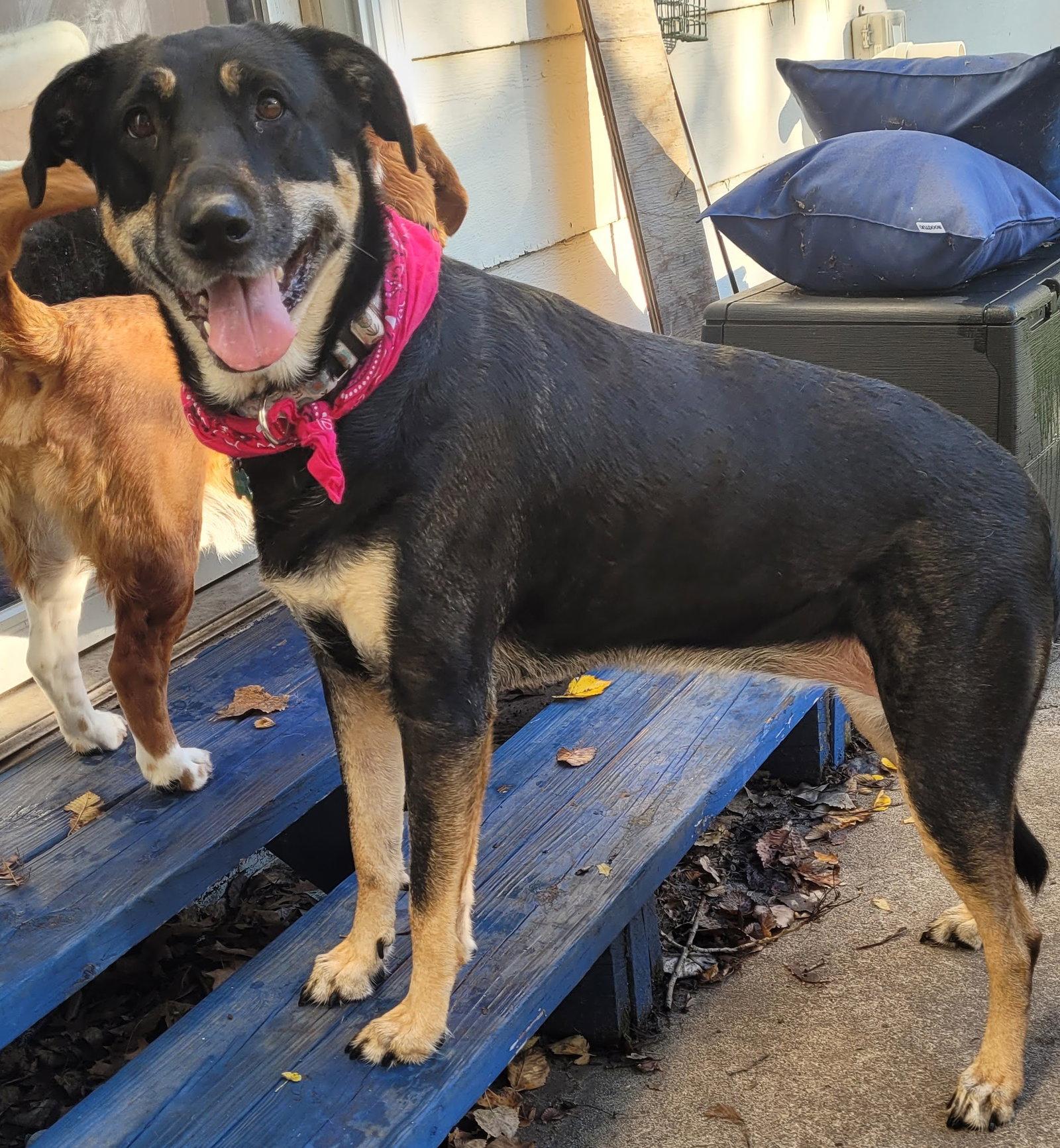 Enlarge Calaya Kali, a Adoptable mixed breed in Brooklyn Center, MN image 1/3