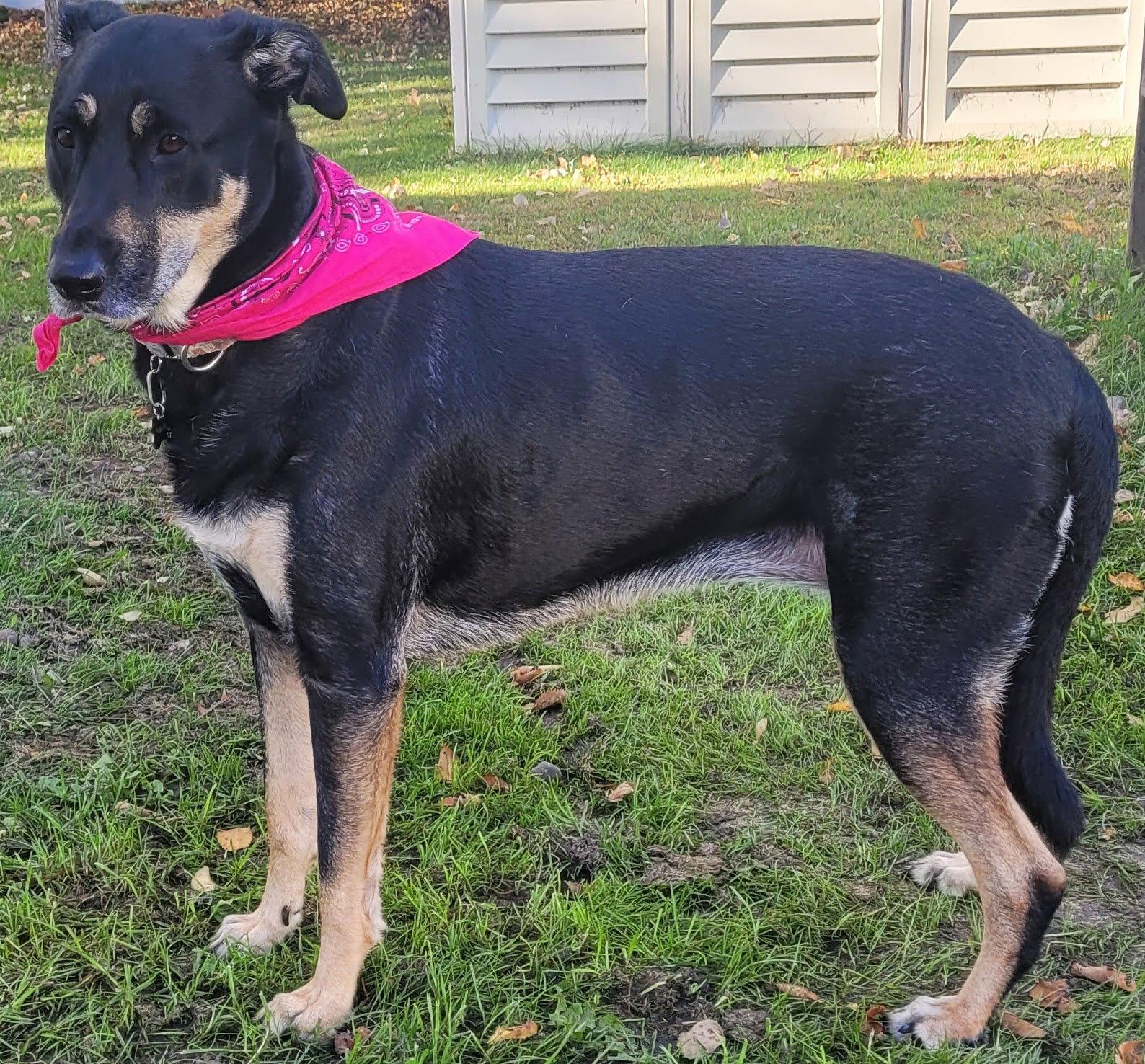 Enlarge Calaya Kali, a Adoptable mixed breed in Brooklyn Center, MN image 2/3