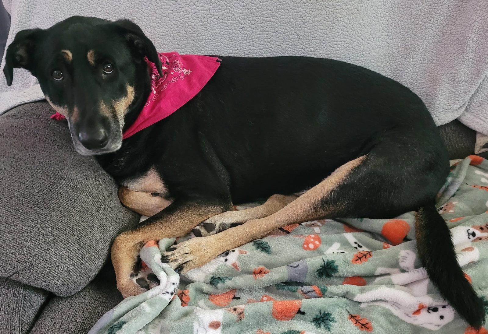 Enlarge Calaya Kali, a Adoptable mixed breed in Brooklyn Center, MN image 3/3