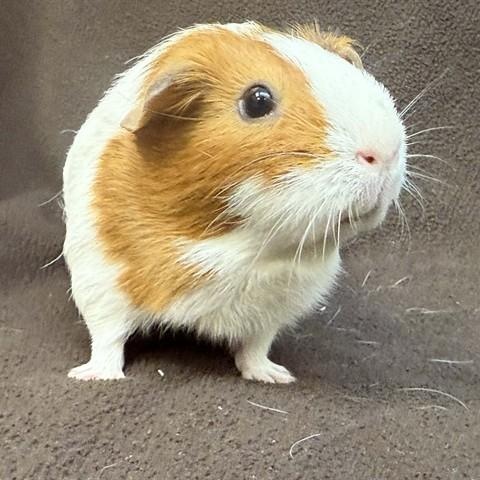 "Moe" (short for Monique), ADOPTABLE, Adult Female Guinea Pig.
