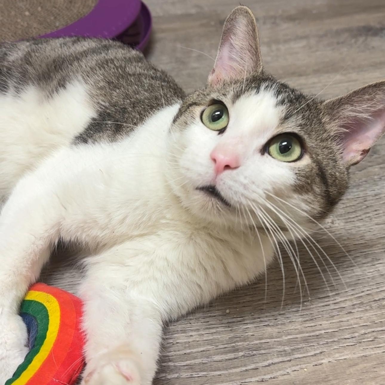 Valentino, a Adopted mixed breed in New york, NY image 2/4