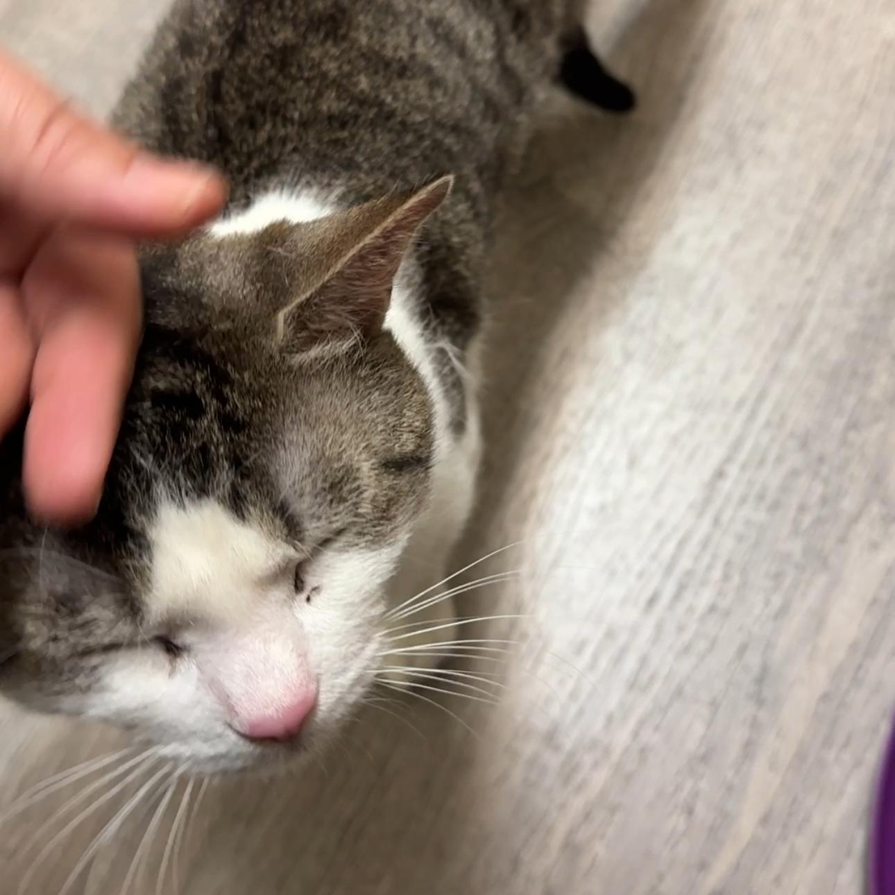 Valentino, a Adopted mixed breed in New york, NY image 3/4