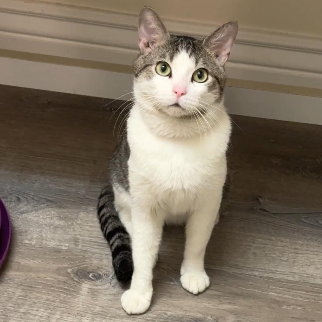 Valentino, a Adopted mixed breed in New york, NY image 1/4