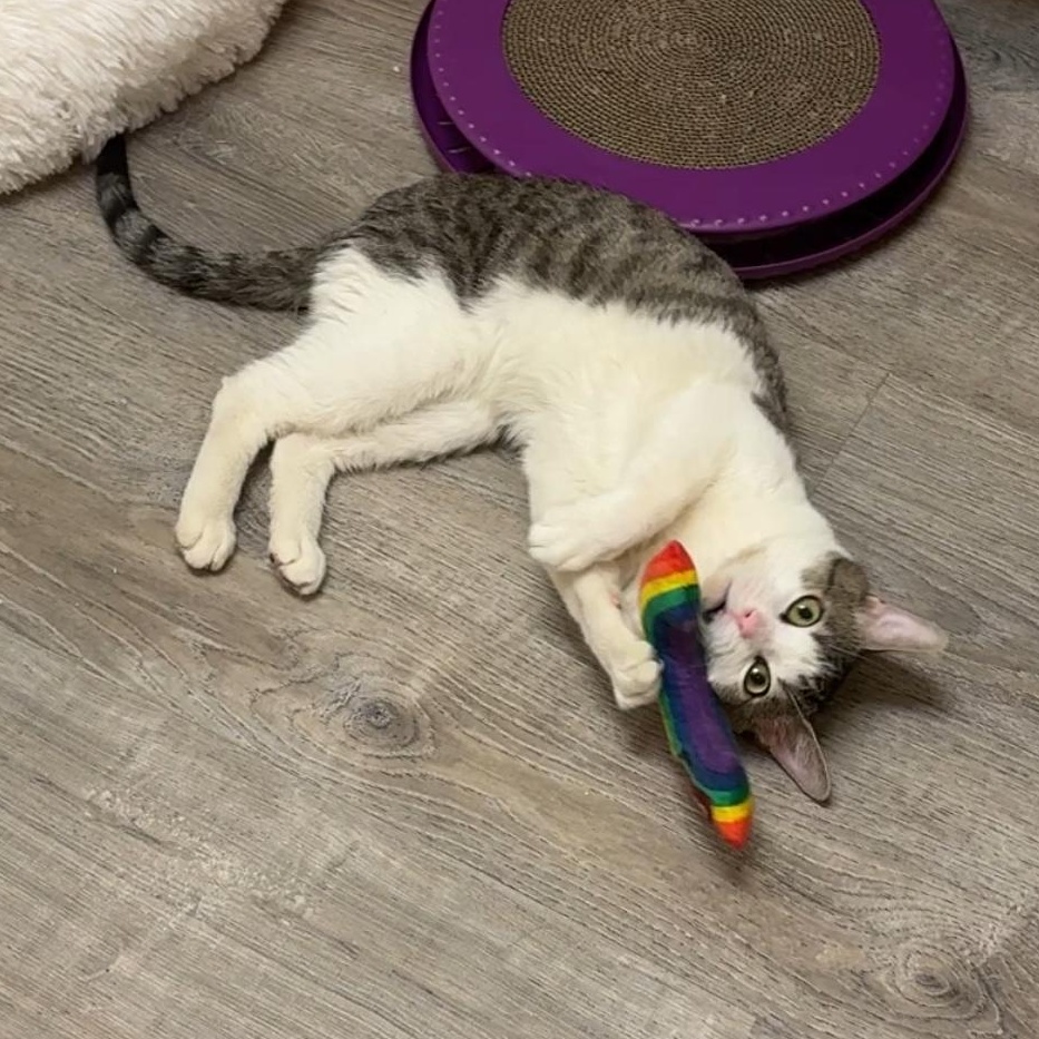 Valentino, a Adopted mixed breed in New york, NY image 4/4