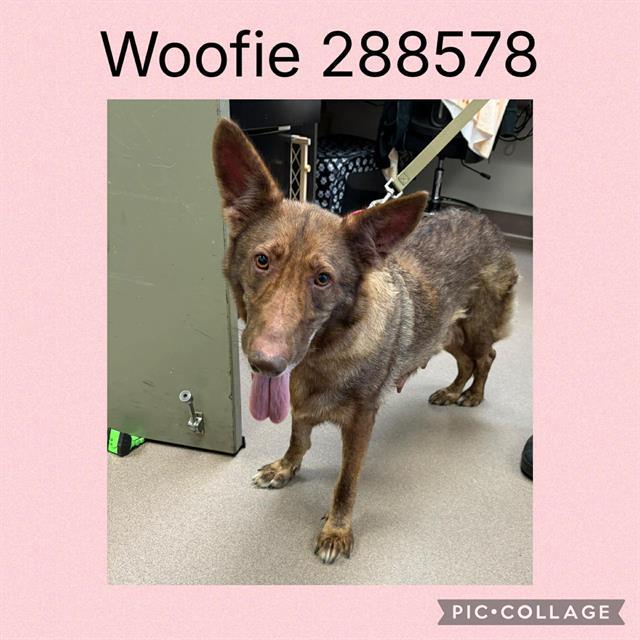 WOOFIE, Adoptable, Adult Female German Shepherd Dog & Mixed Breed.