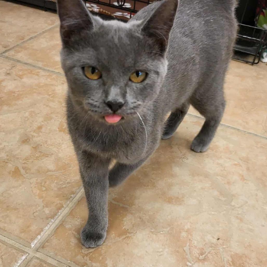 ATV, Adoptable, Young Female Domestic Short Hair.