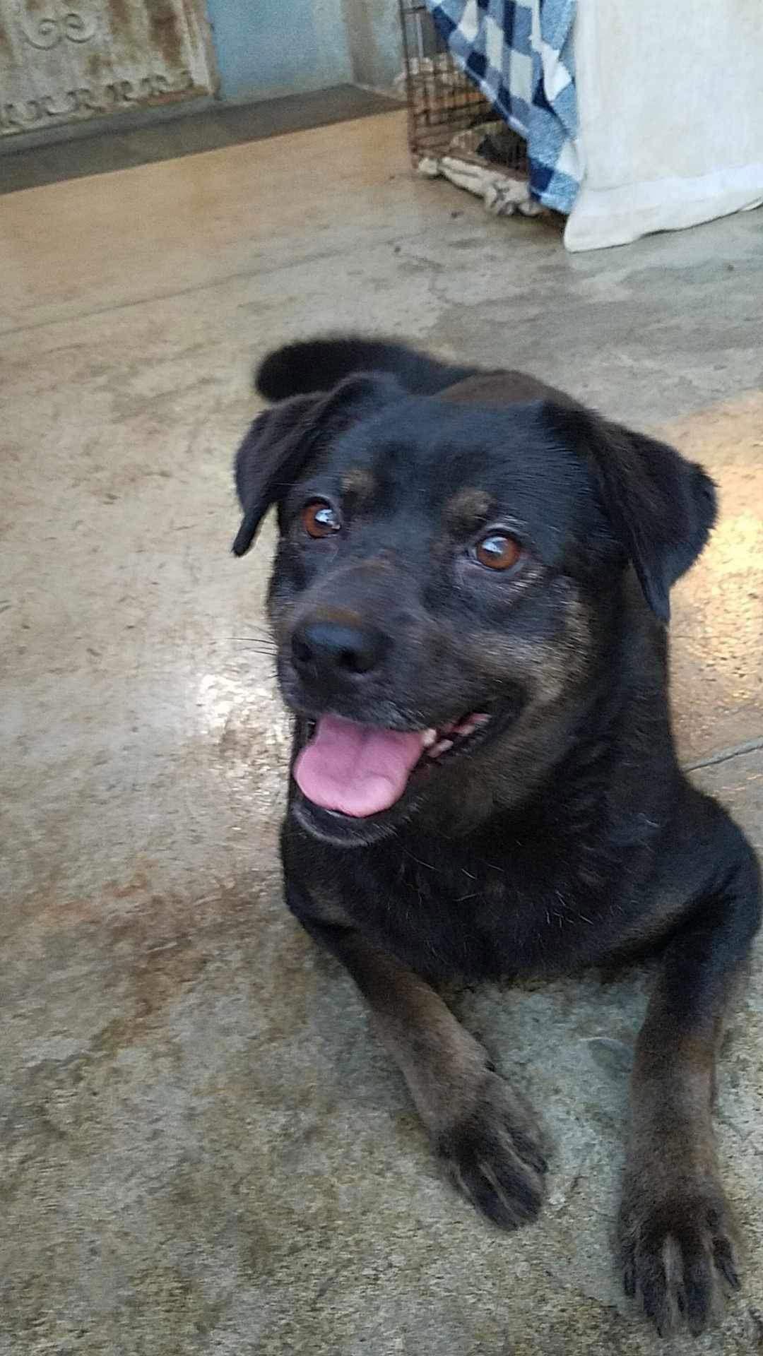 Princess, Adoptable, Adult Female Labrador Retriever & Terrier.