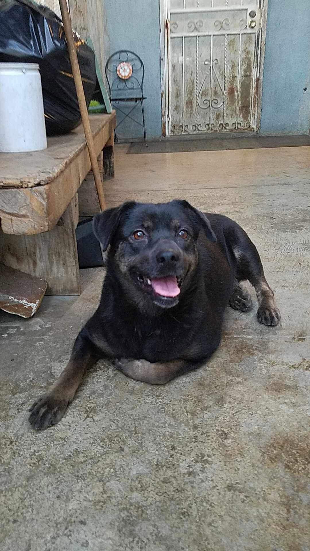 Princess, Adoptable, Adult Female Labrador Retriever & Terrier.