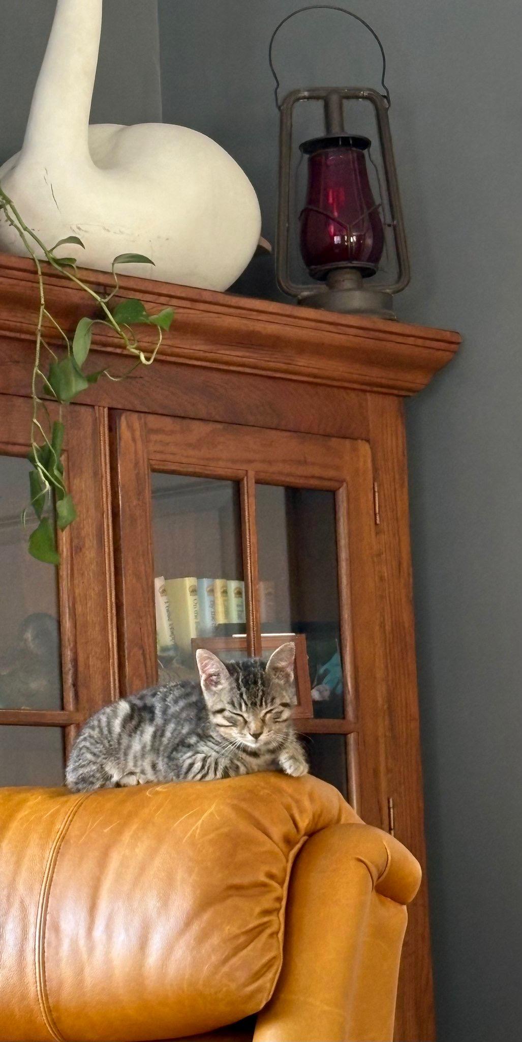 Enlarge Nitro, a ADOPTABLE mixed breed in Manahawkin, NJ image 2/3