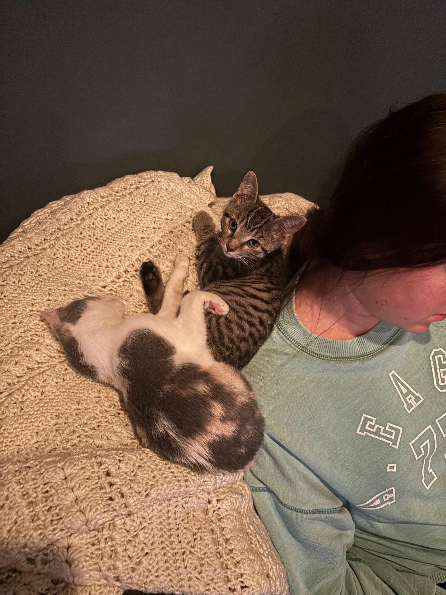 Enlarge Nitro, a ADOPTABLE mixed breed in Manahawkin, NJ image 3/3