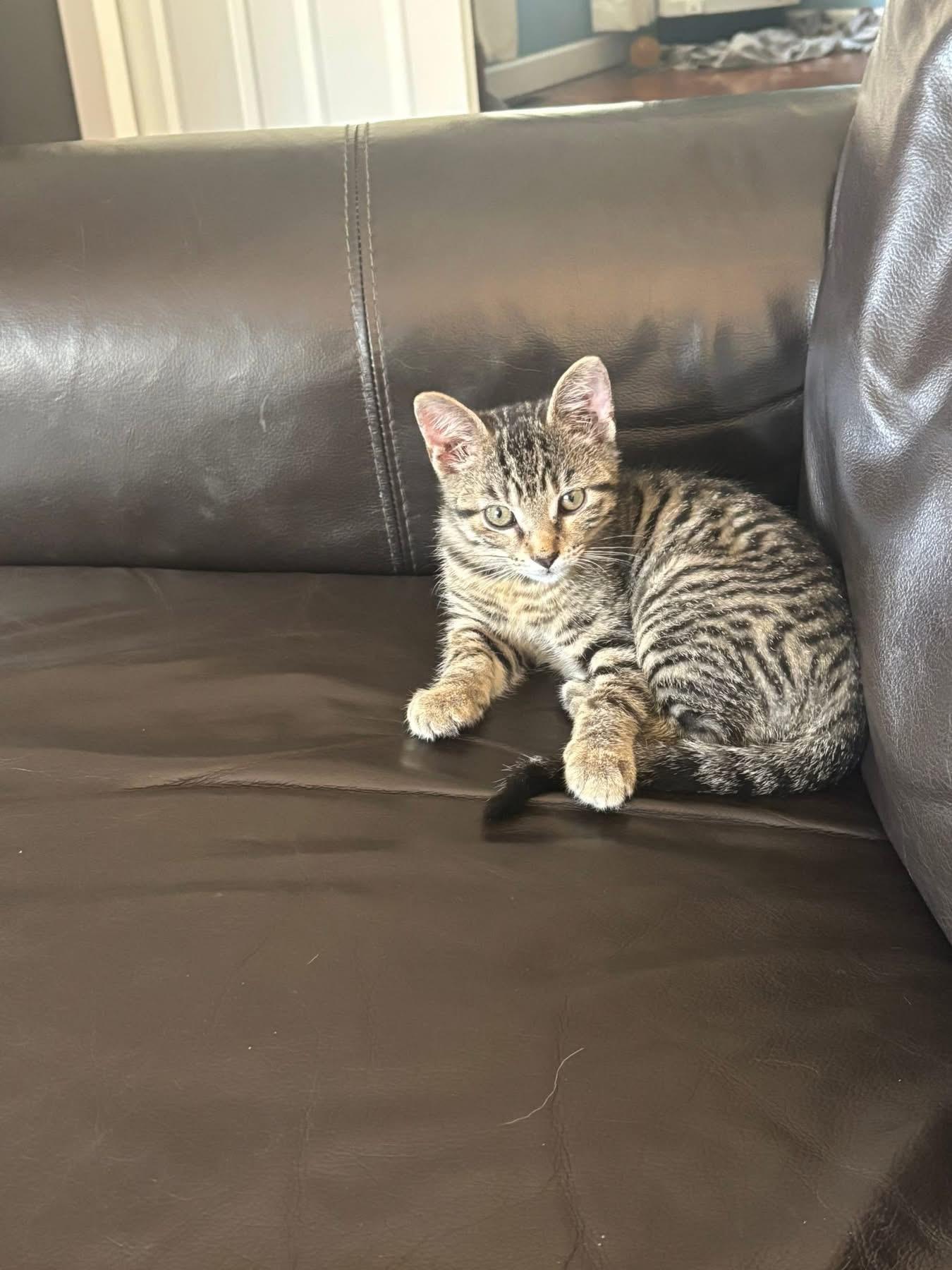 Nitro, ADOPTABLE, Kitten Male Domestic Short Hair.