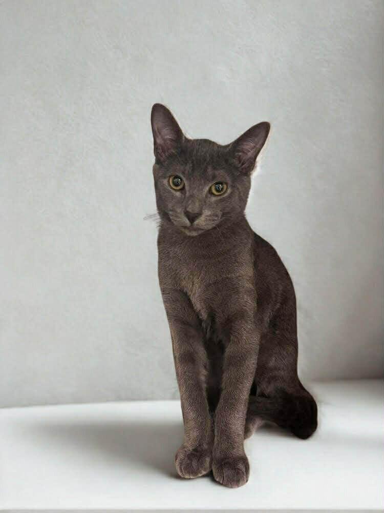 Mossy, Adoptable, Kitten Male Domestic Short Hair.