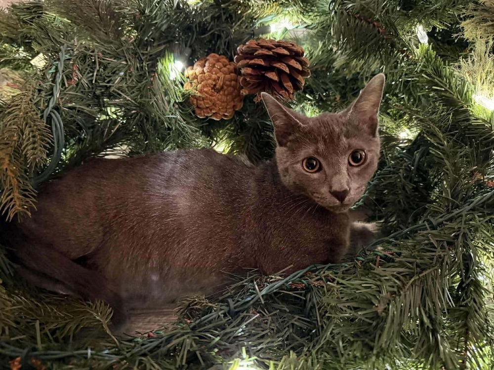 Enlarge Mossy, a Adoptable Domestic Short Hair in Statesboro, GA image 1/3