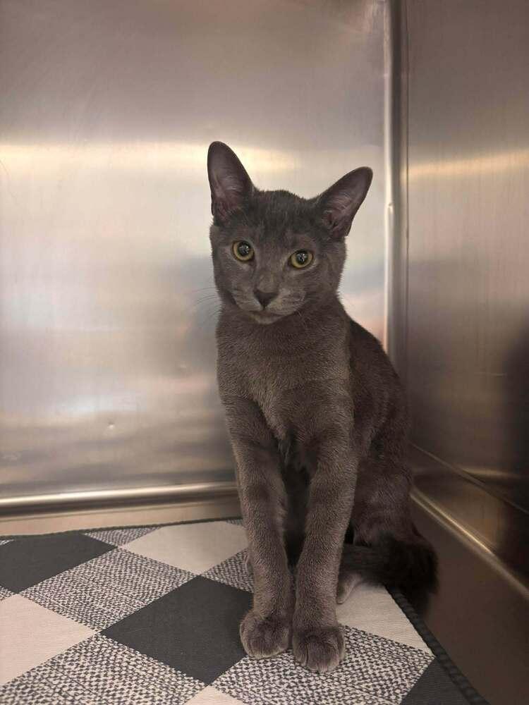 Enlarge Mossy, a Adoptable Domestic Short Hair in Statesboro, GA image 3/3