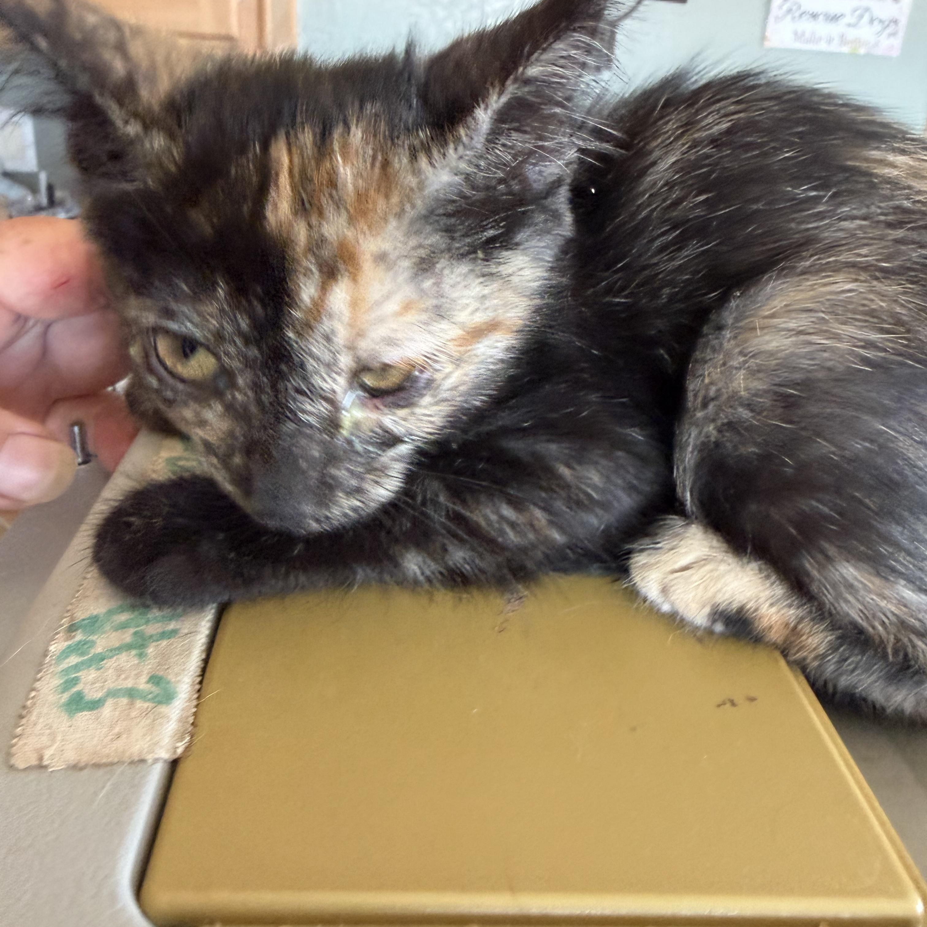 Donna, ADOPTABLE, Kitten Female Domestic Short Hair.