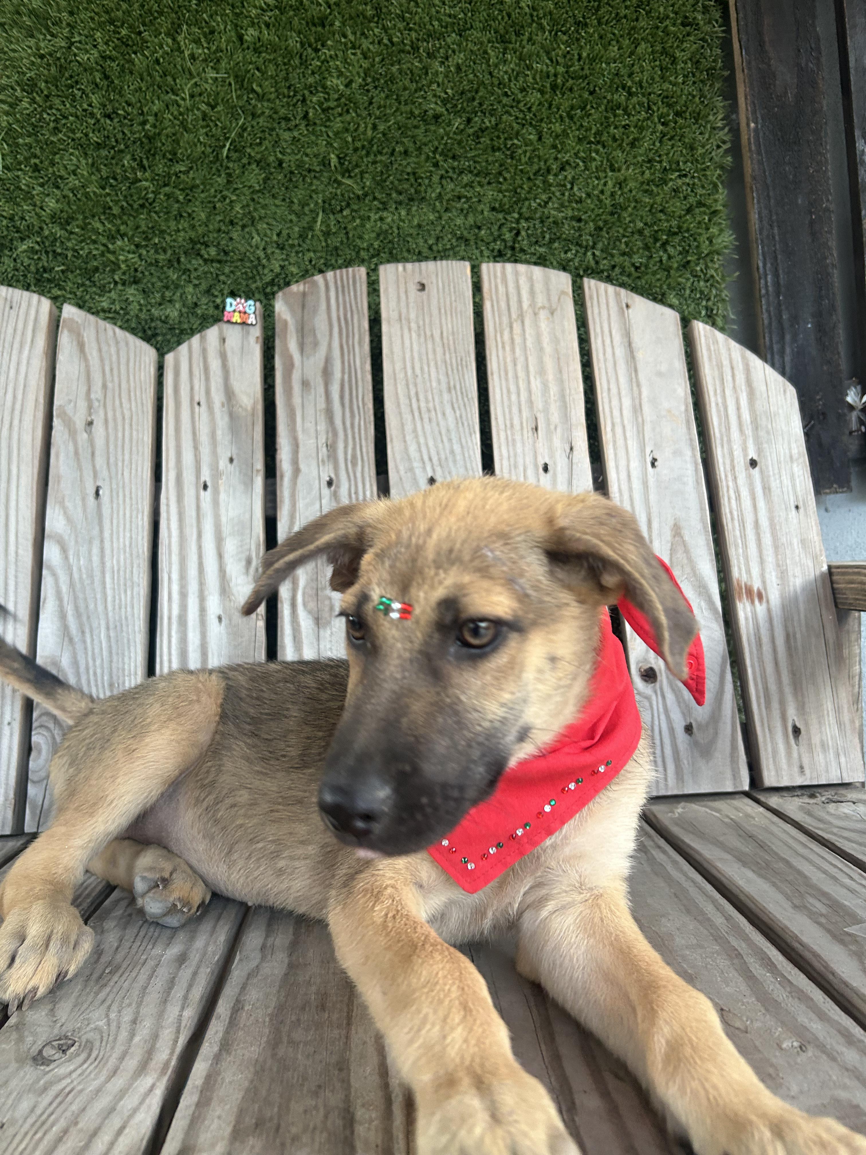 Enlarge Bloom, a Adopted mixed breed in Tijuana, BCN image 6/6