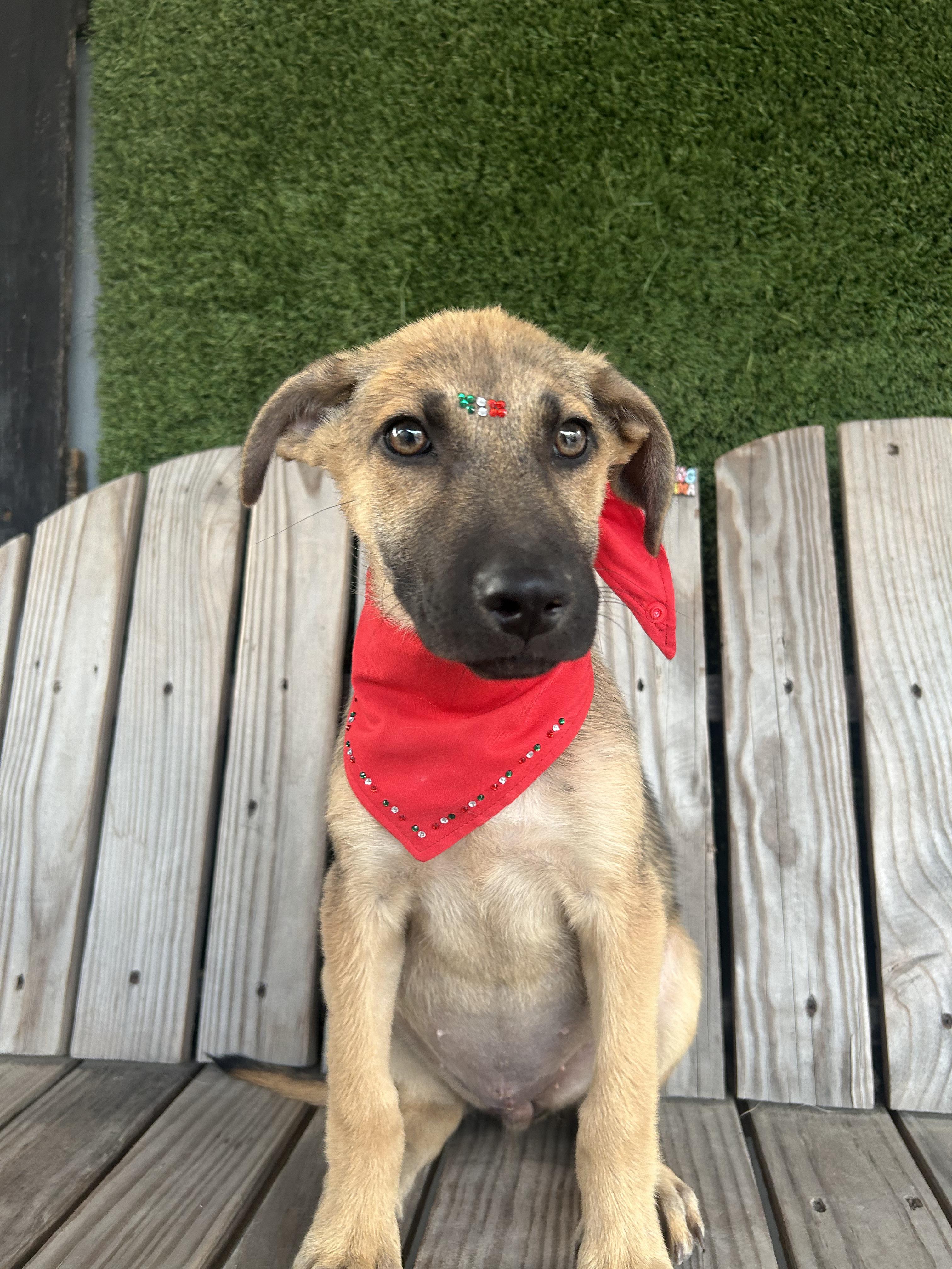 Enlarge Bloom, a Adopted mixed breed in Tijuana, BCN image 4/6