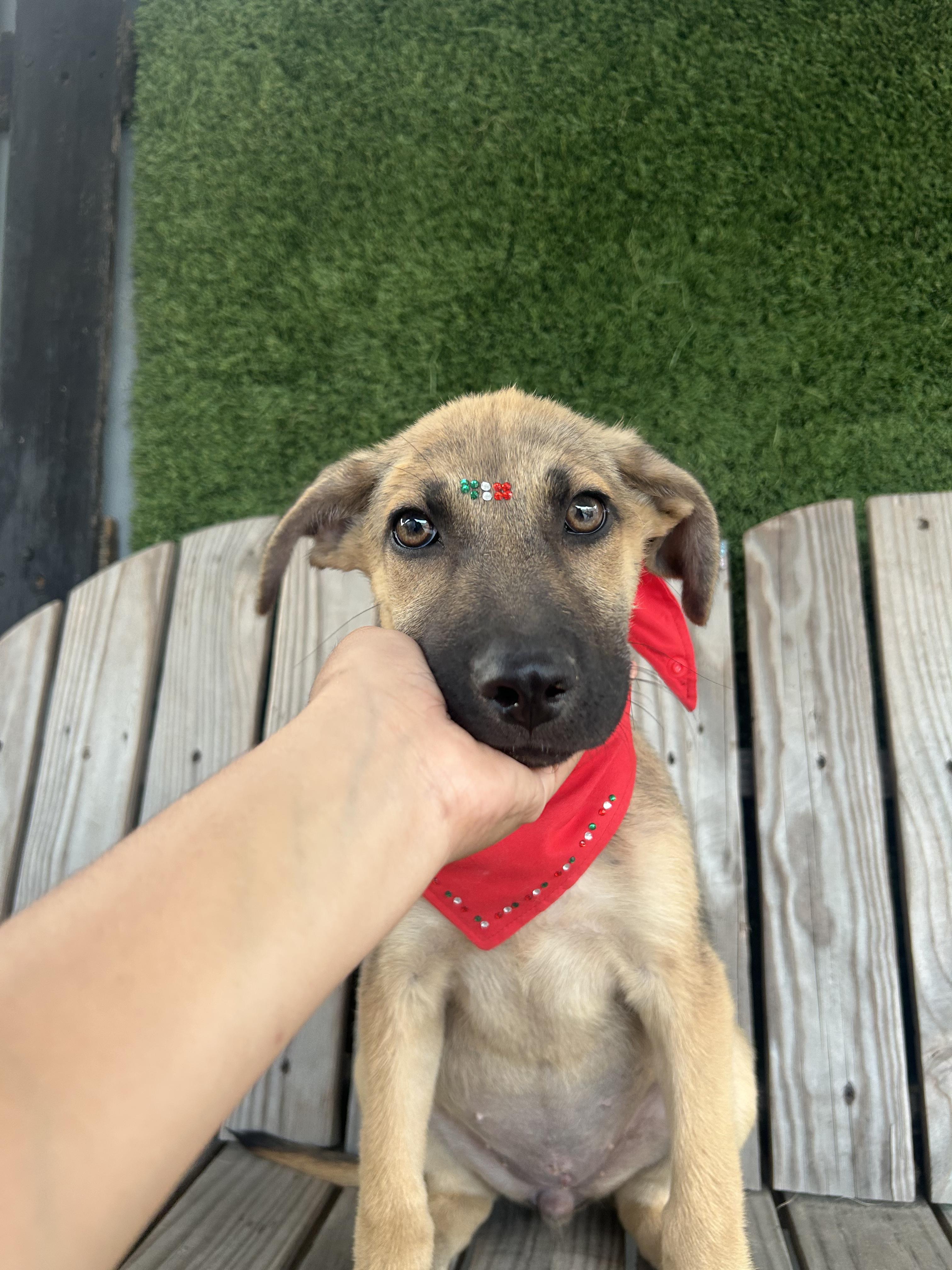 Bloom, Adopted, Young Female German Shepherd Dog & Belgian Shepherd / Malinois.