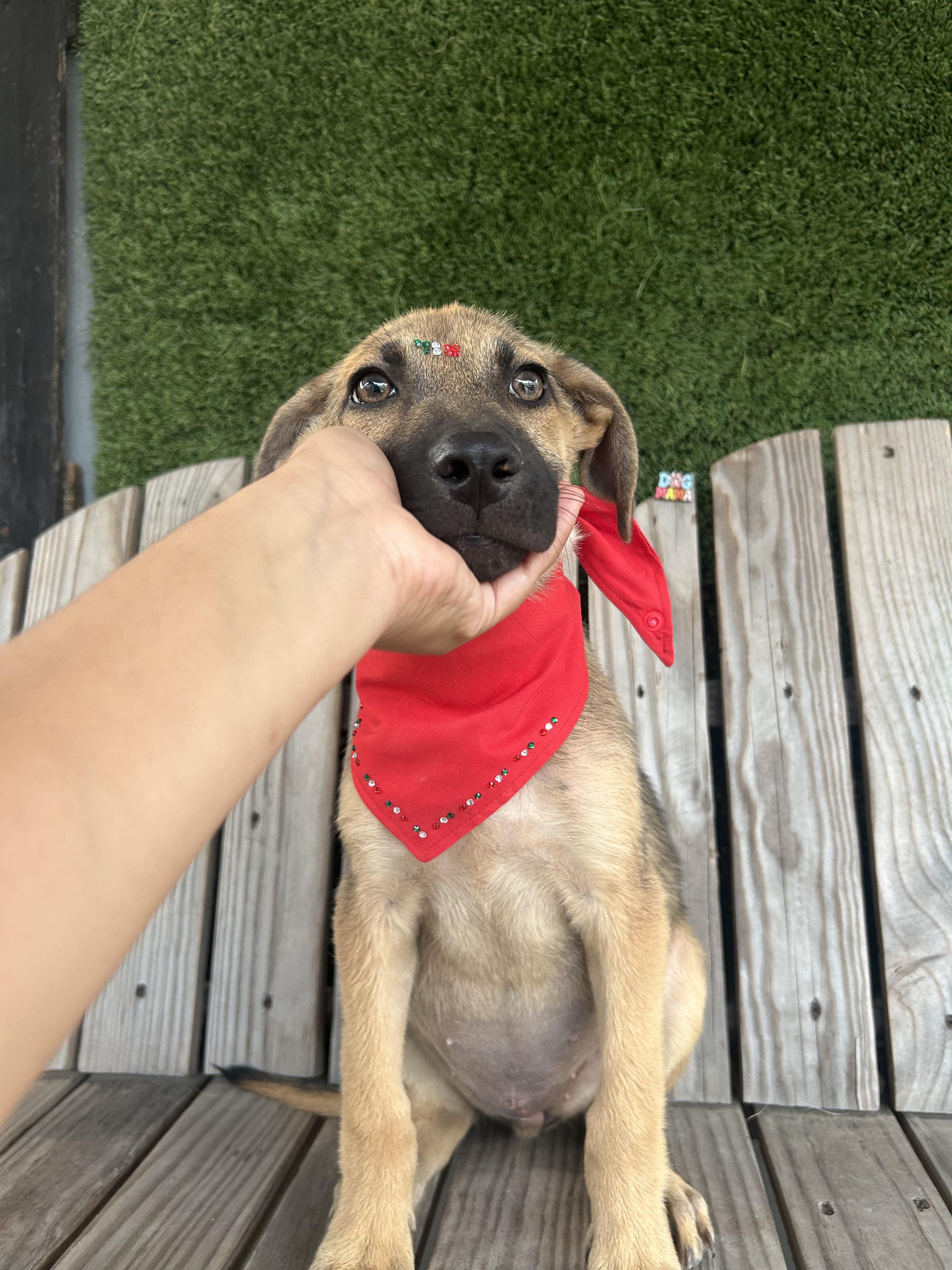 Enlarge Bloom, a Adopted mixed breed in Tijuana, BCN image 3/6