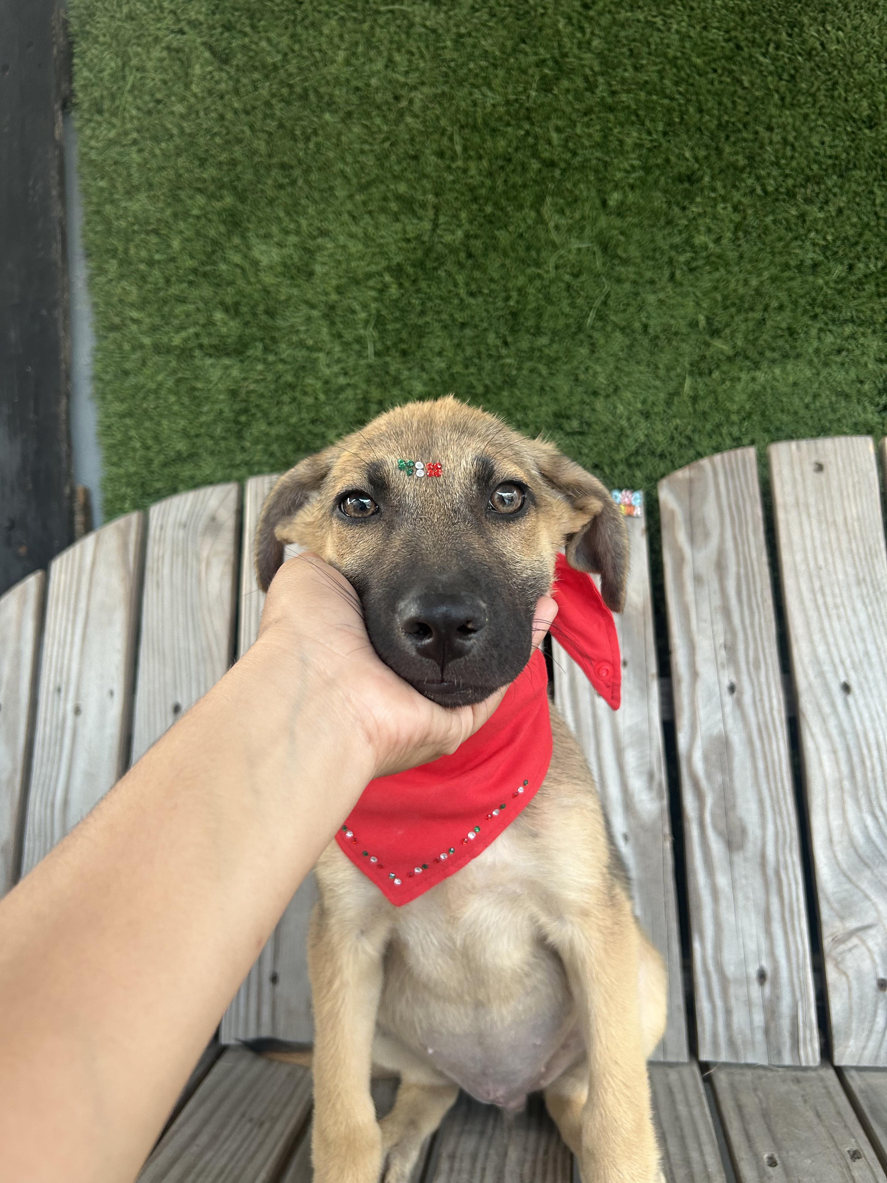 Enlarge Bloom, a Adopted mixed breed in Tijuana, BCN image 5/6