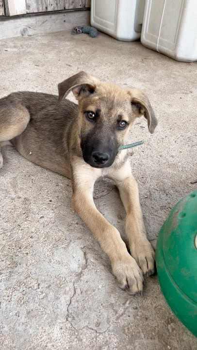 Enlarge Bloom, a Adopted mixed breed in Tijuana, BCN video 1/6