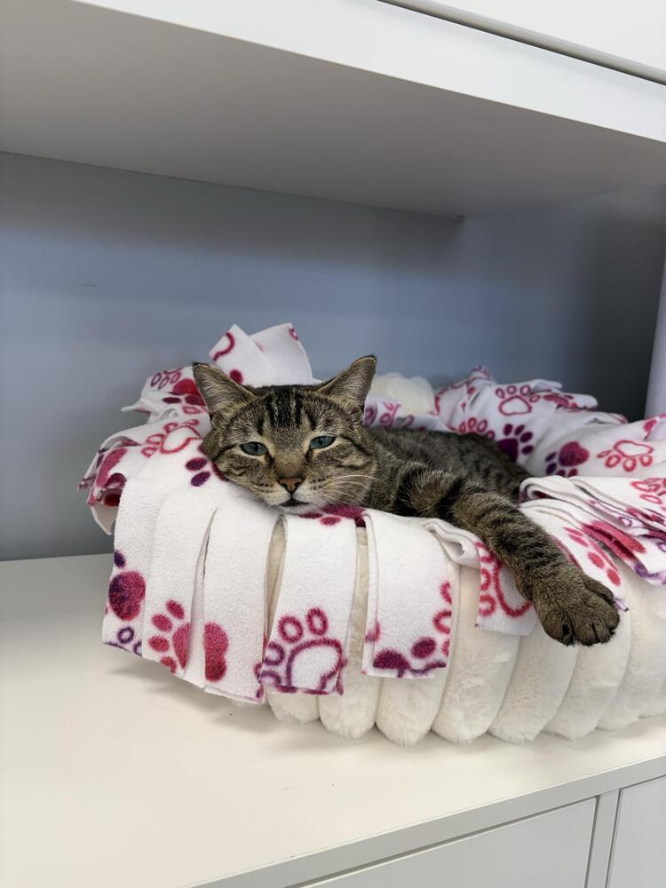 Nala, Adoptable, Adult Female Domestic Short Hair & Tabby.