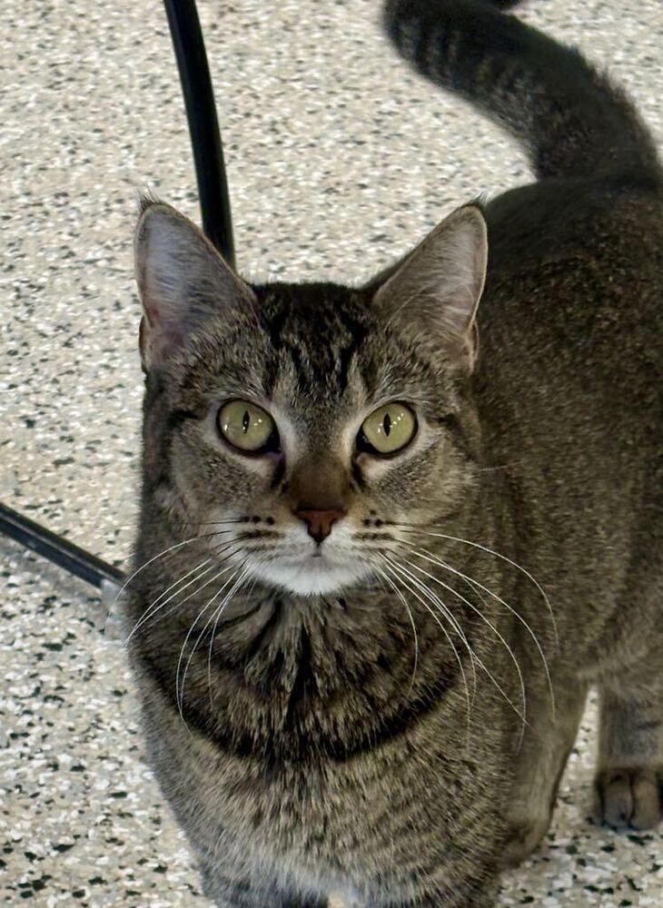 Nala, Adoptable, Adult Female Domestic Short Hair & Tabby.