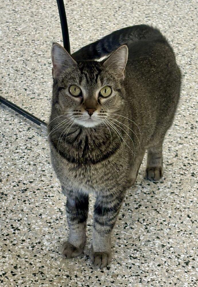 Enlarge Nala, a Adoptable mixed breed in Plymouth, MN image 2/6