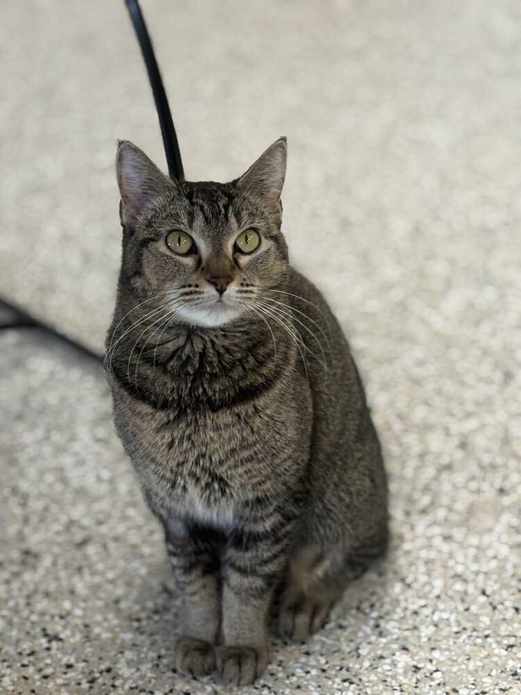 Enlarge Nala, a Adoptable mixed breed in Plymouth, MN image 3/6