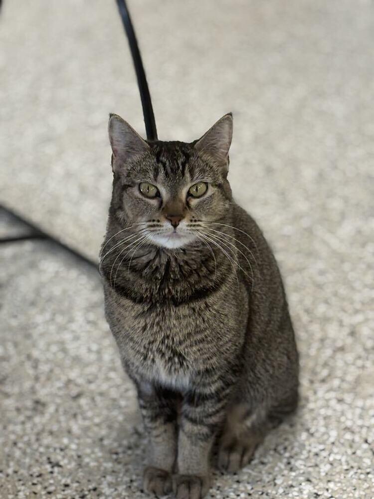 Nala, Adoptable, Adult Female Domestic Short Hair & Tabby.