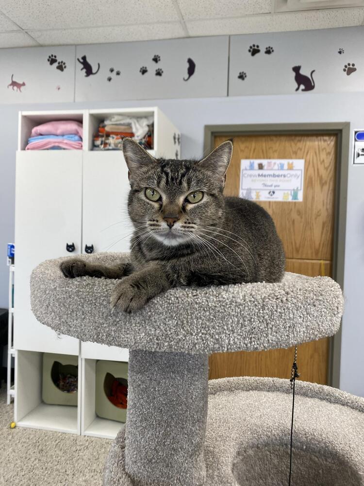 Enlarge Nala, a Adoptable mixed breed in Plymouth, MN image 5/6