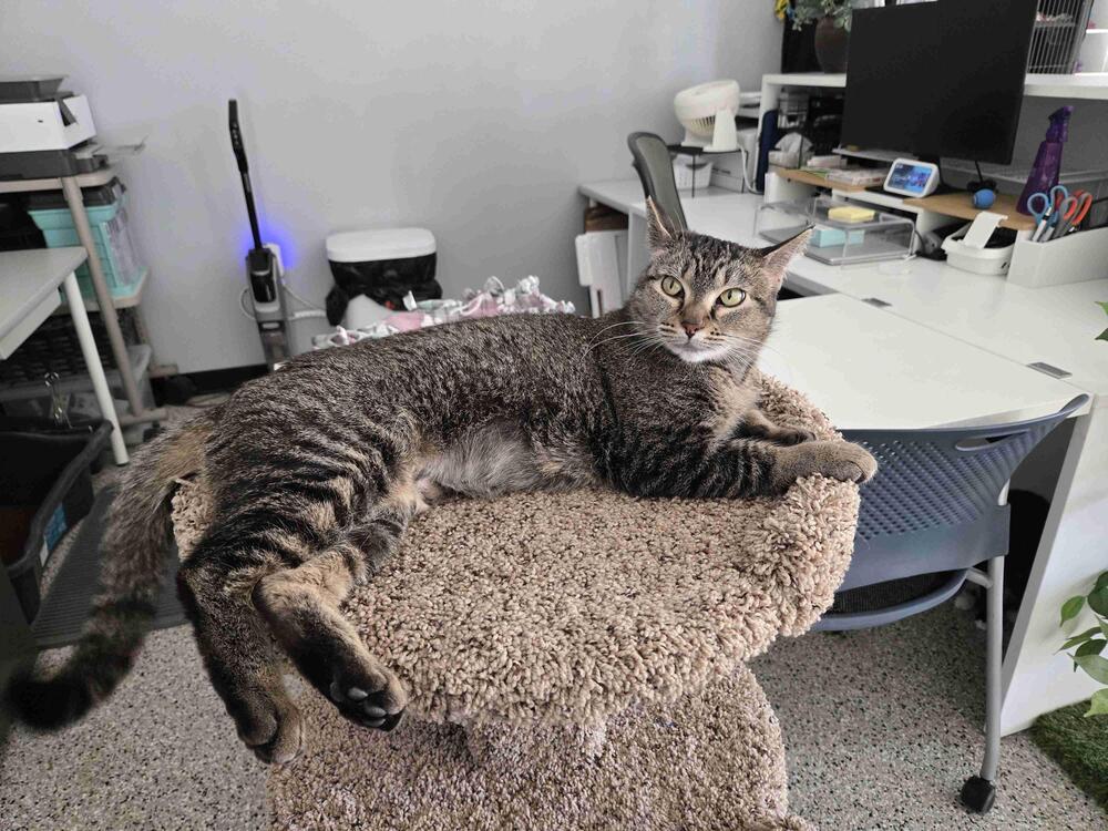 Enlarge Nala, a Adoptable mixed breed in Plymouth, MN image 6/6