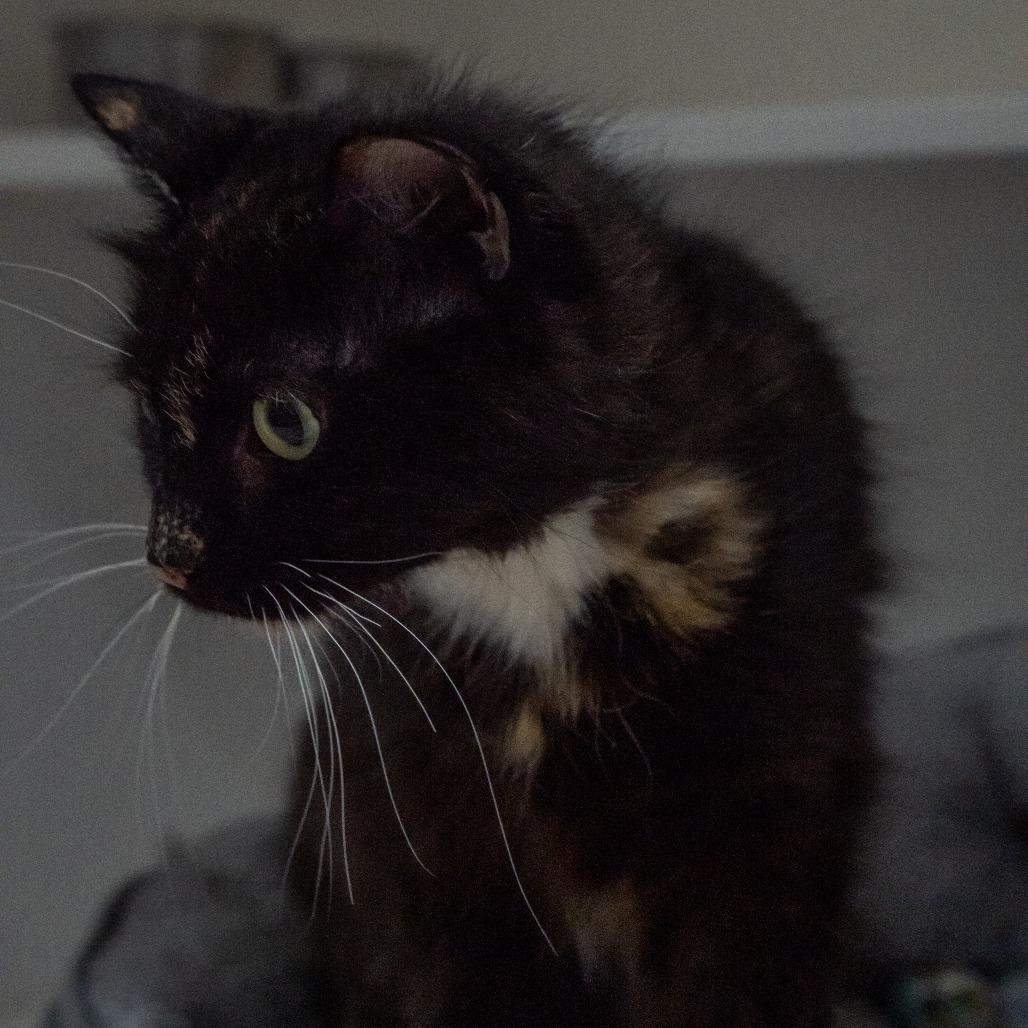 Hazel, a Adoptable Domestic Short Hair in Elizabeth City, NC image 1/6