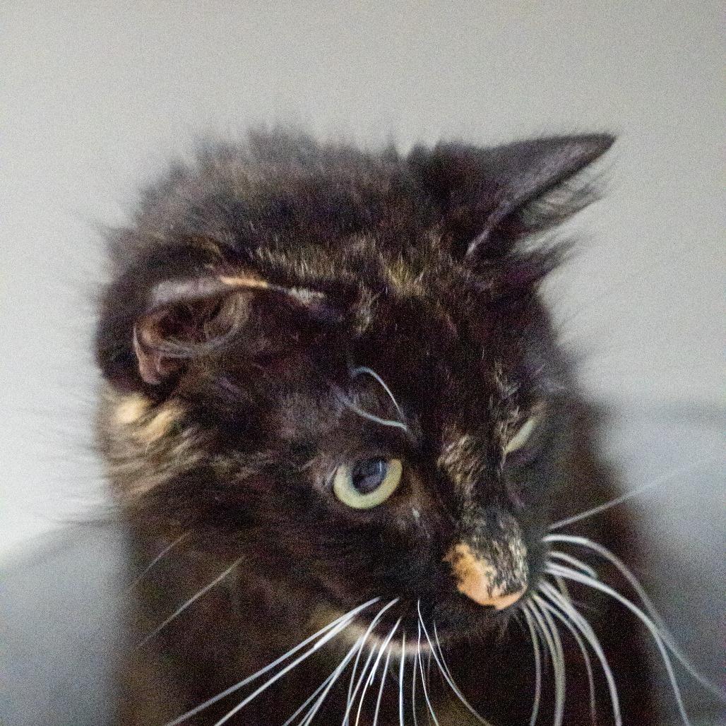 Hazel, a Adoptable Domestic Short Hair in Elizabeth City, NC image 2/6