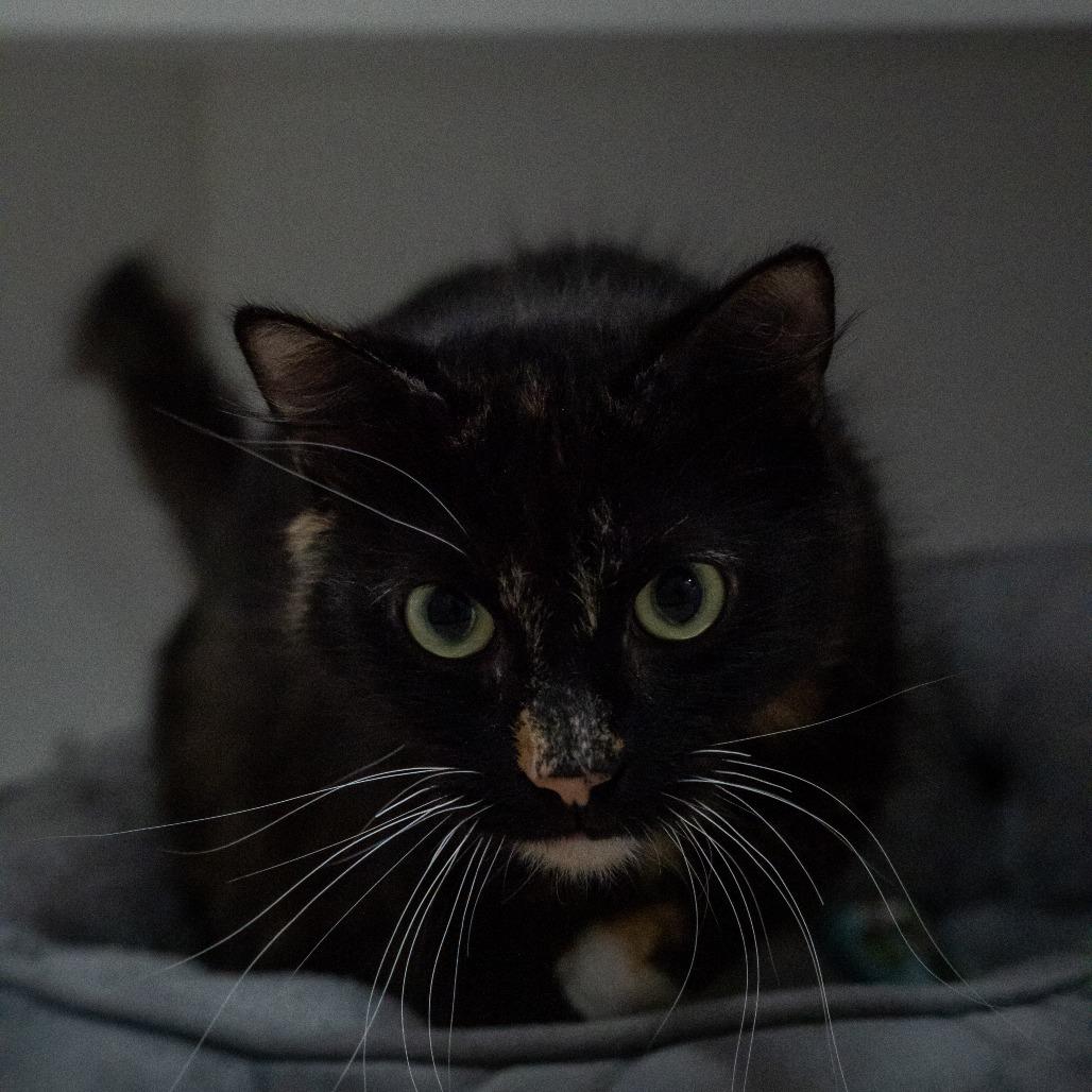 Hazel, a Adoptable Domestic Short Hair in Elizabeth City, NC image 3/6