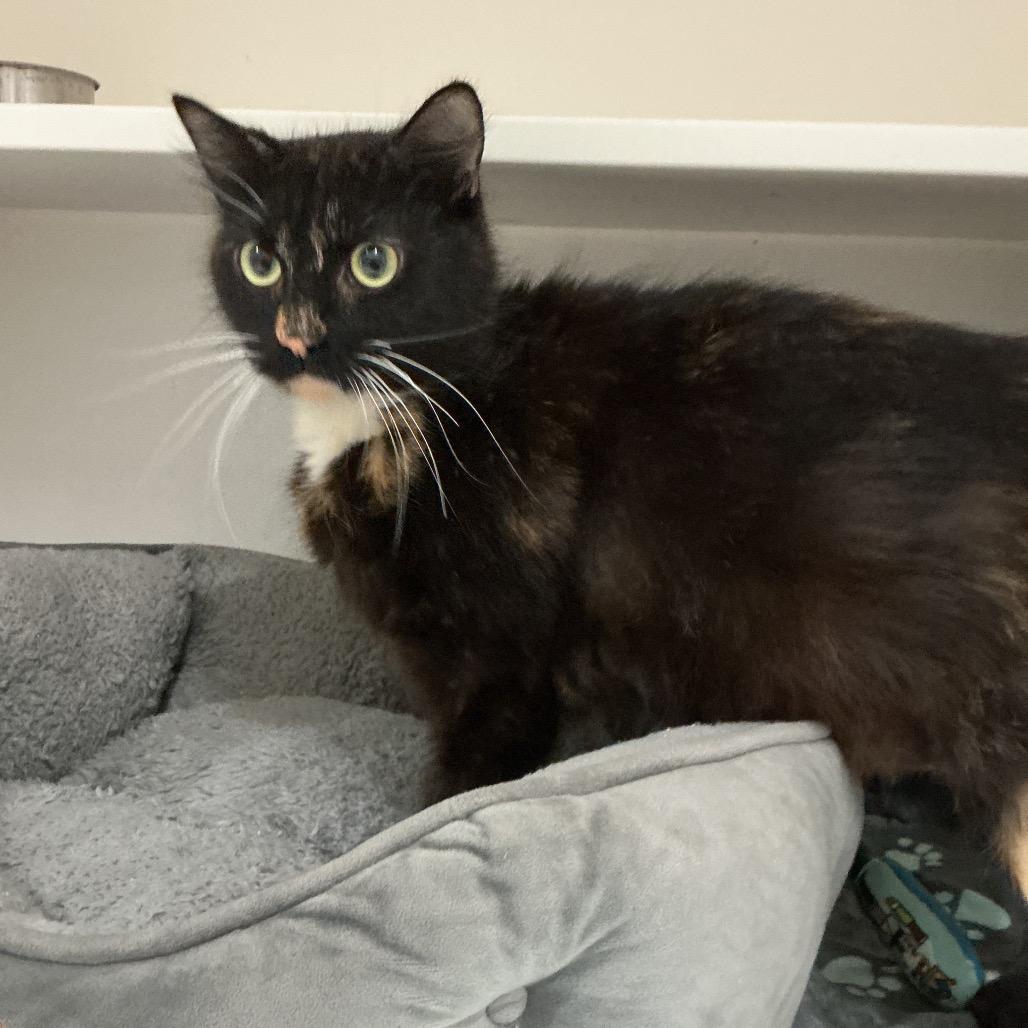 Hazel, a Adoptable Domestic Short Hair in Elizabeth City, NC image 4/6